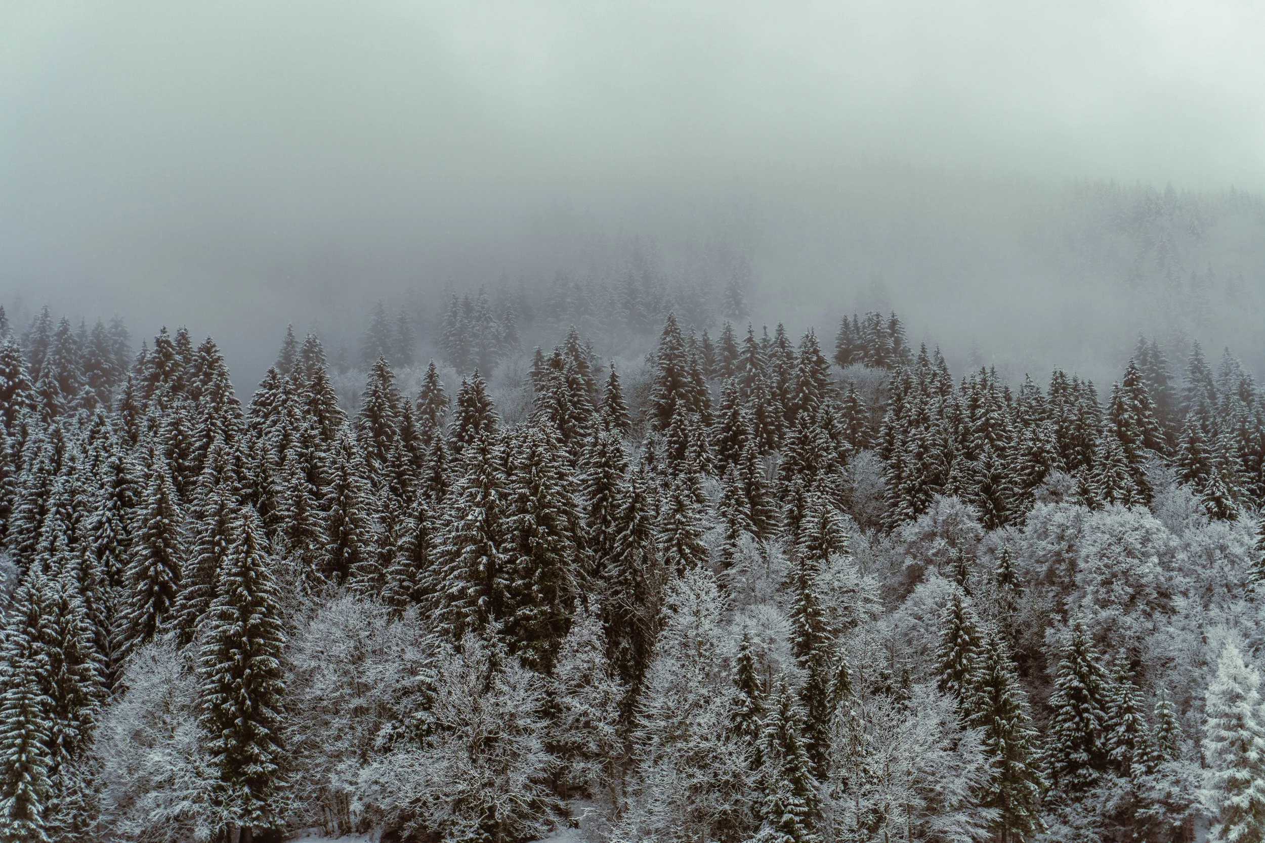 Snow Shoe-49.jpg