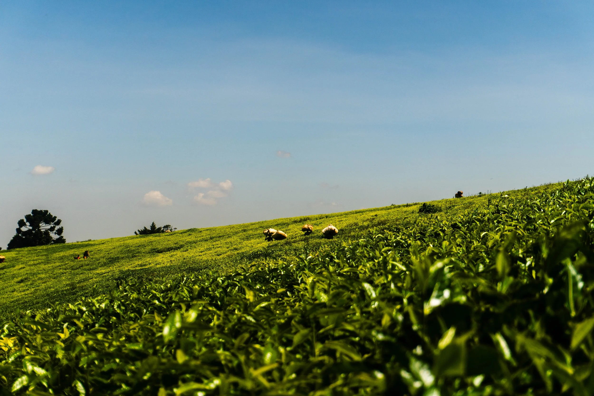 Export 5 Kenya-182.jpg