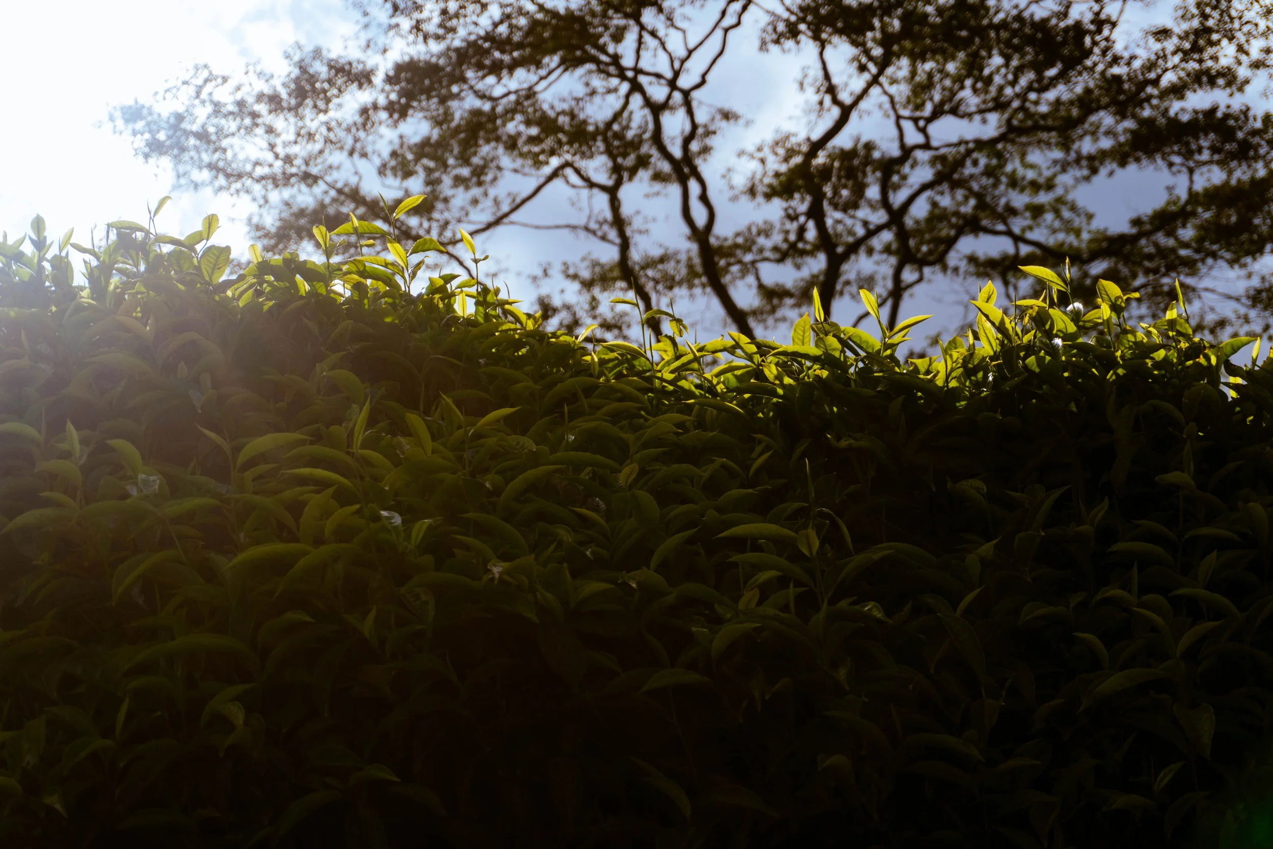 EFT Brackenhurst-26.jpg