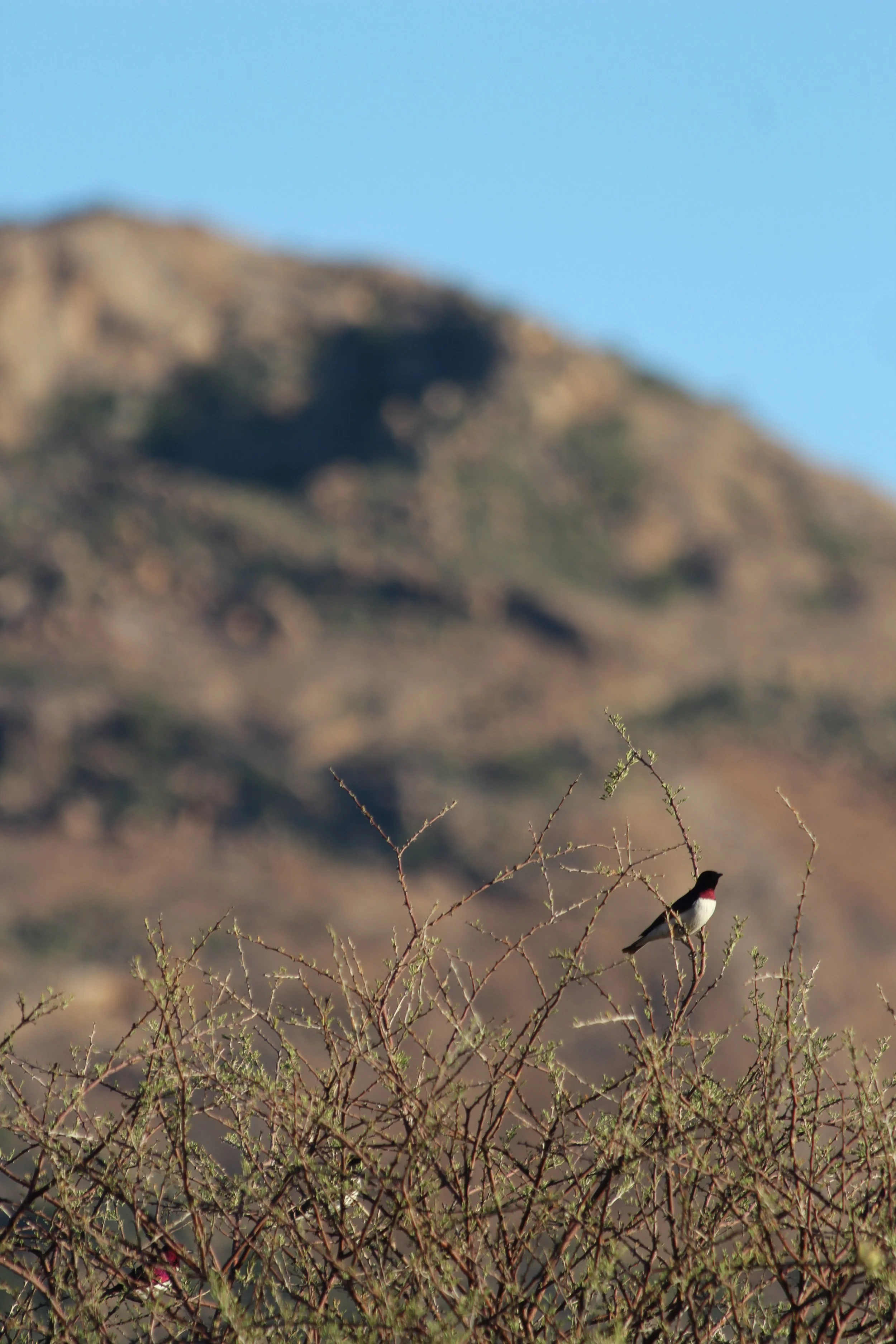 Bird list for Erongo Mountains — Ameib Scientific Station