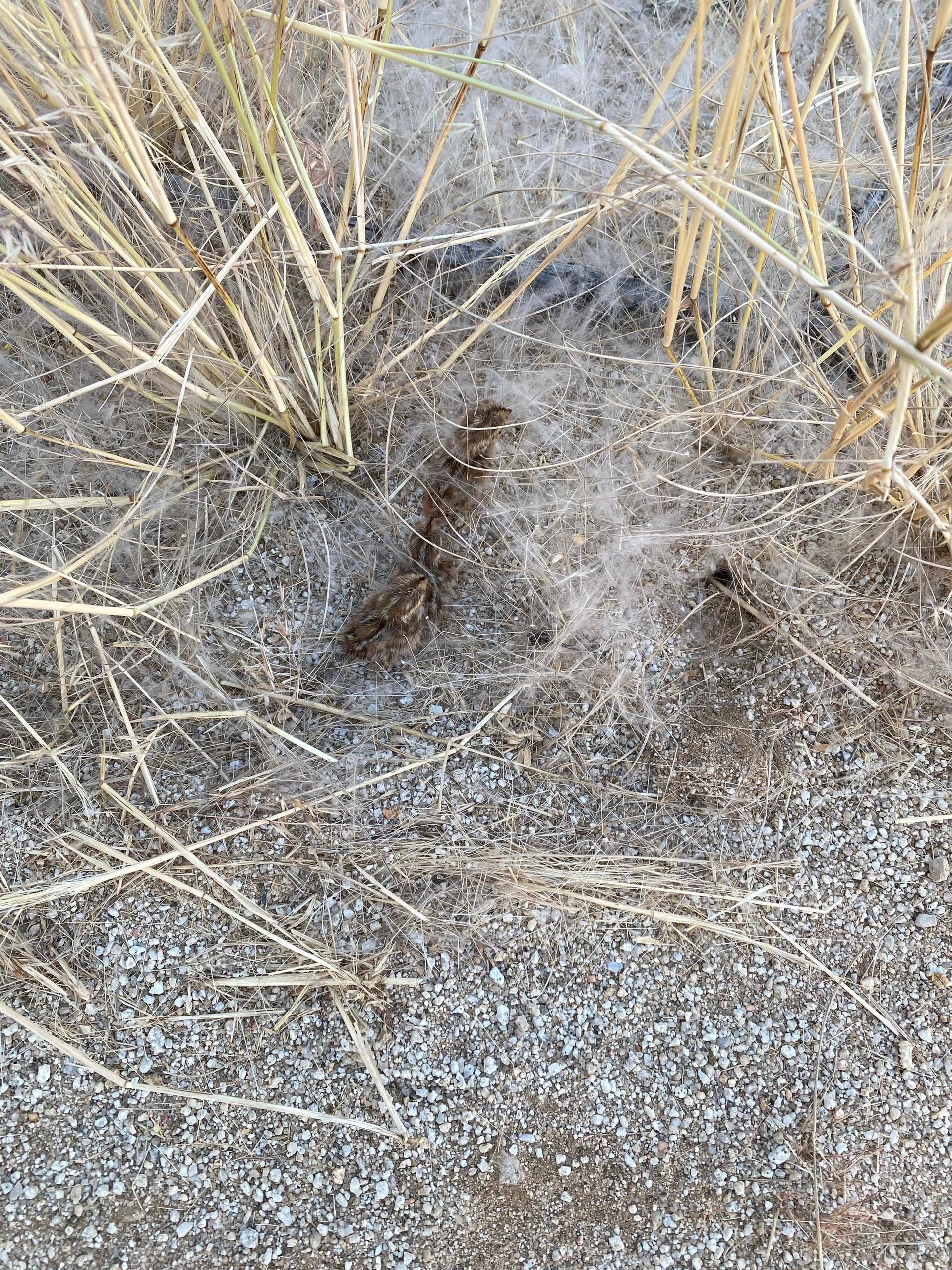 Observations on breeding behaviour following the rainy season 2024/25