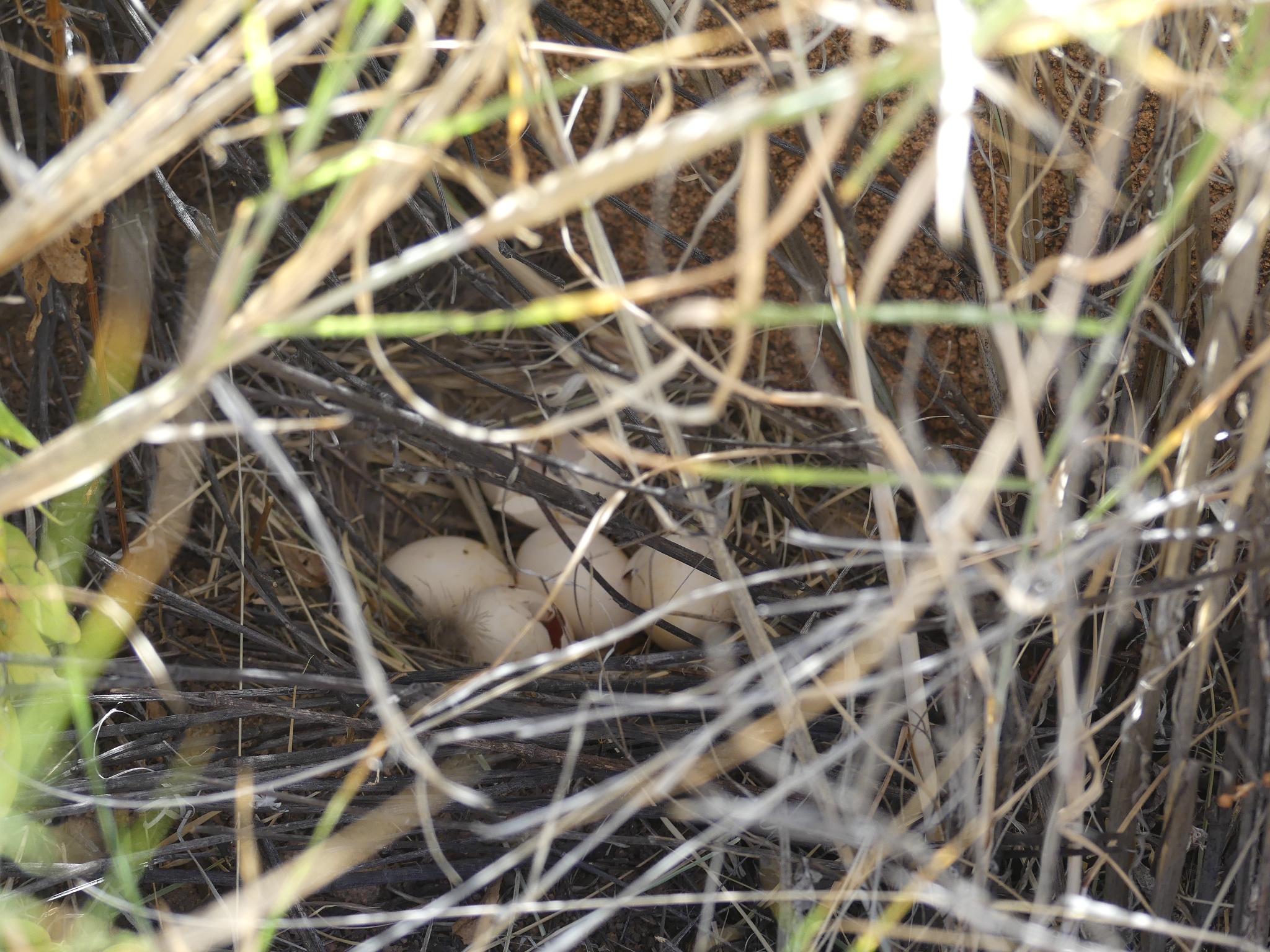 Field Note: Additional findings on Hartlaub's Spurfowl nesting habitat