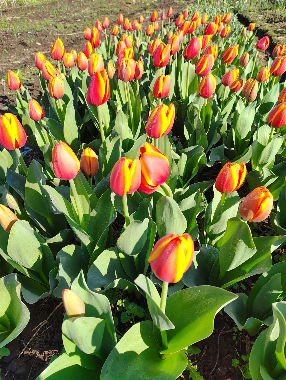 Spring is Officially Here! — Tulsa Farmers' Market