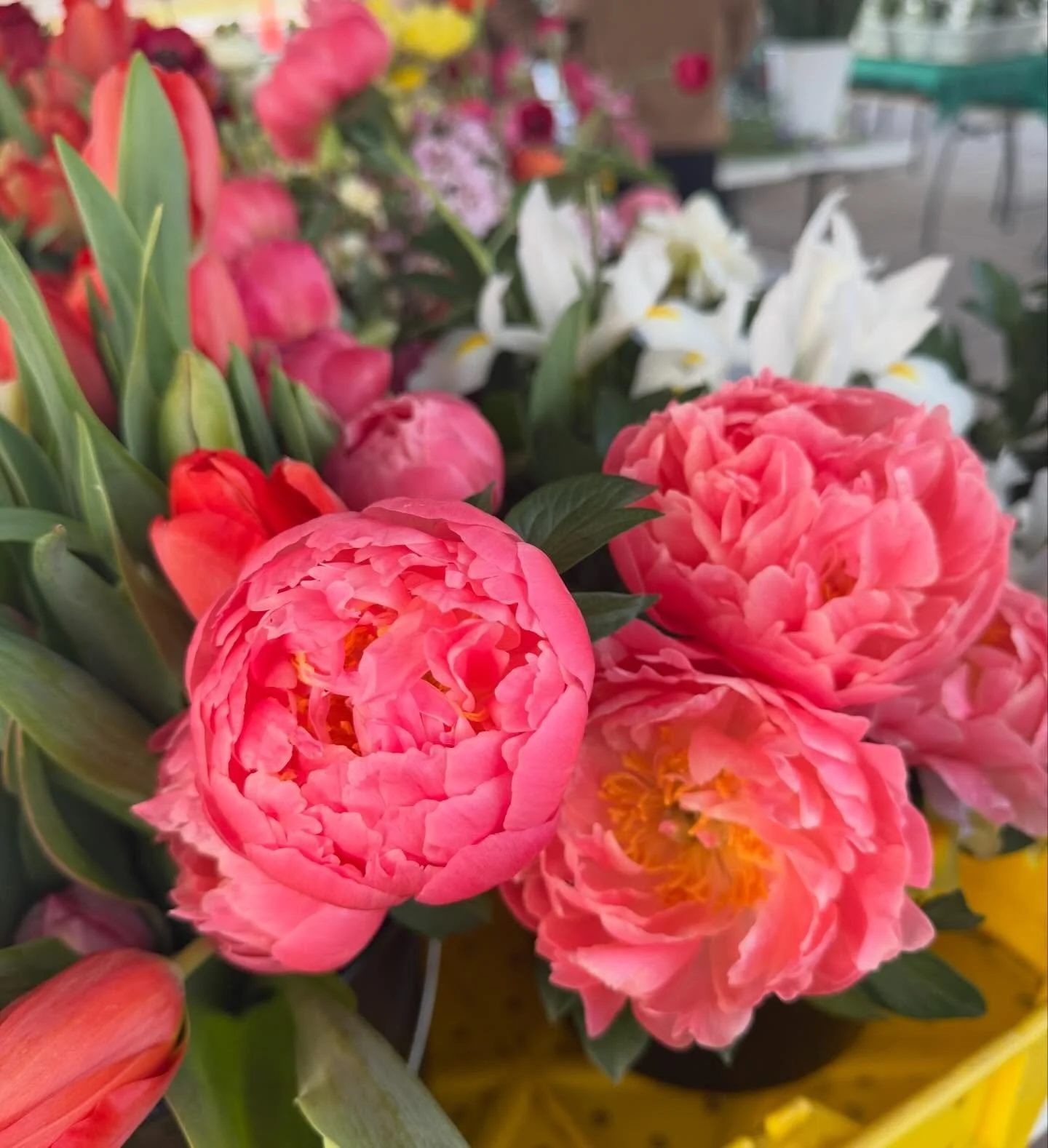 Revel in the Beauty of Spring at TFM