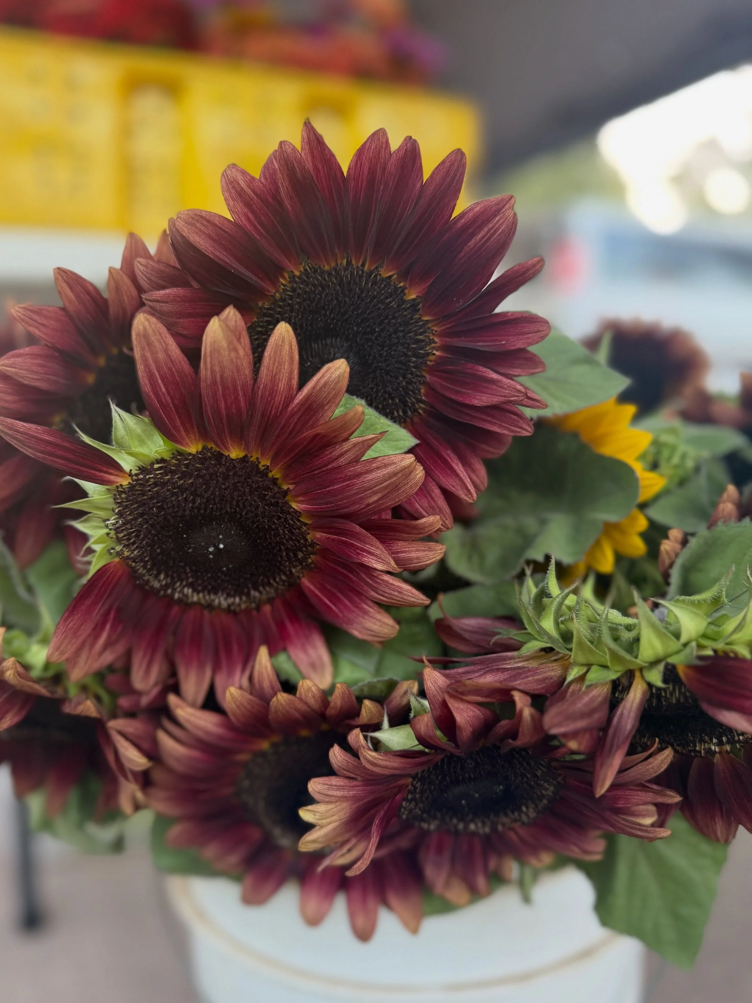 Late Summer Vibes 