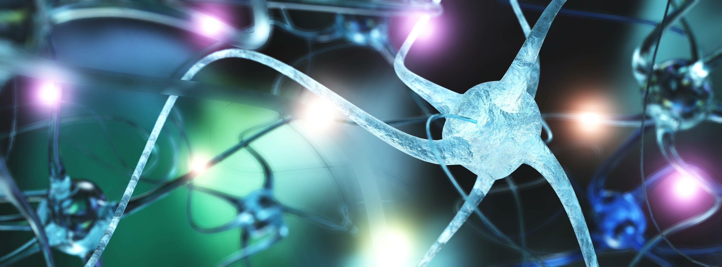 Neuron network in the brain