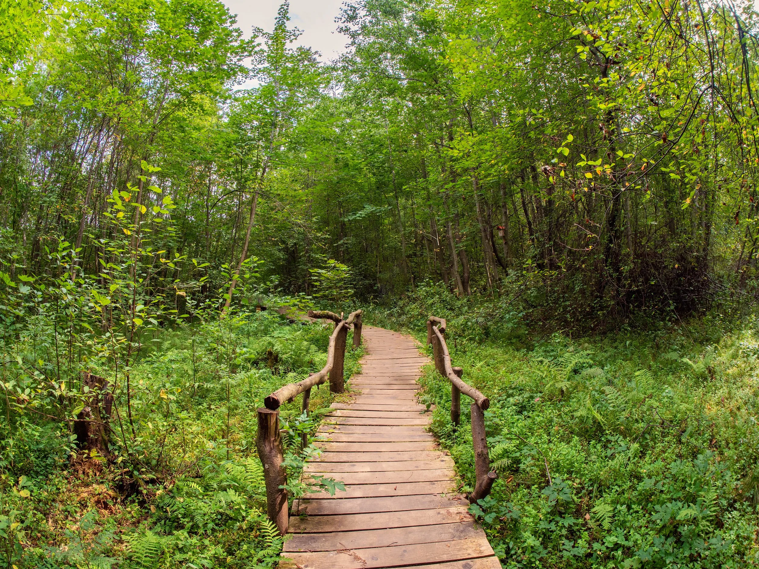 A bridge walkway in the forest
