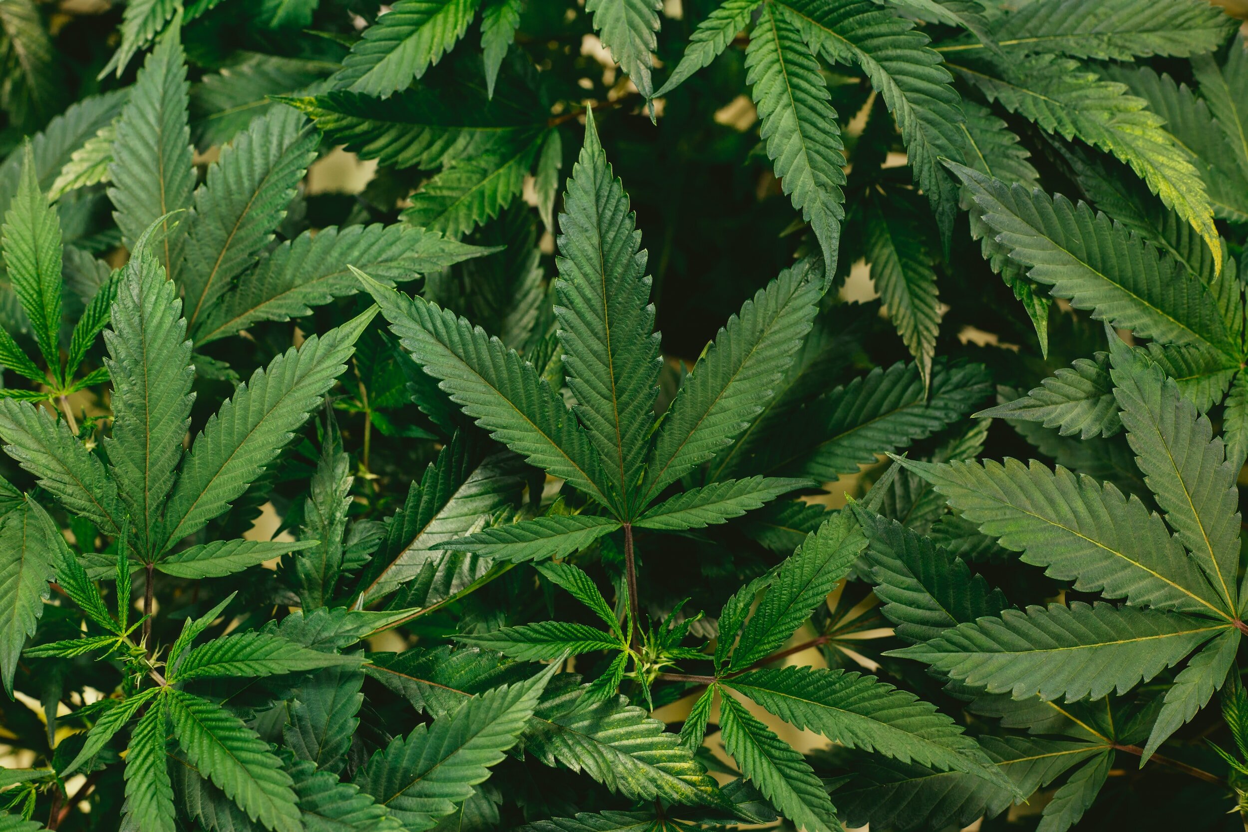 The Journey from Seed to Harvest: The 6 Stages of Cannabis Plant Growth