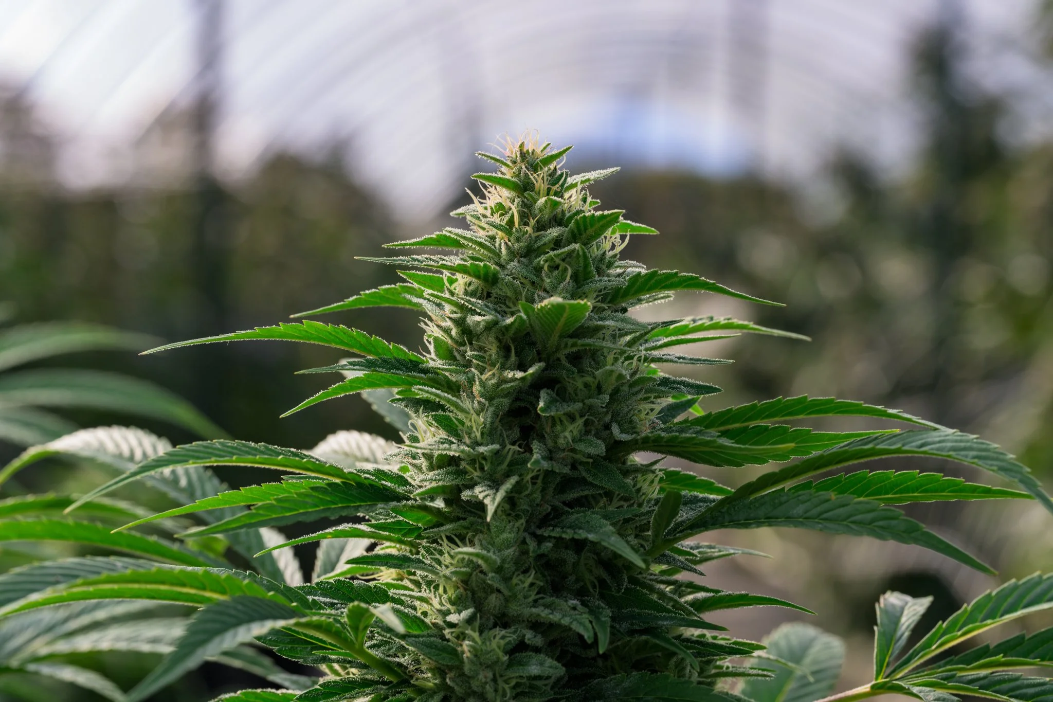 Hailey's Piff_15.jpg