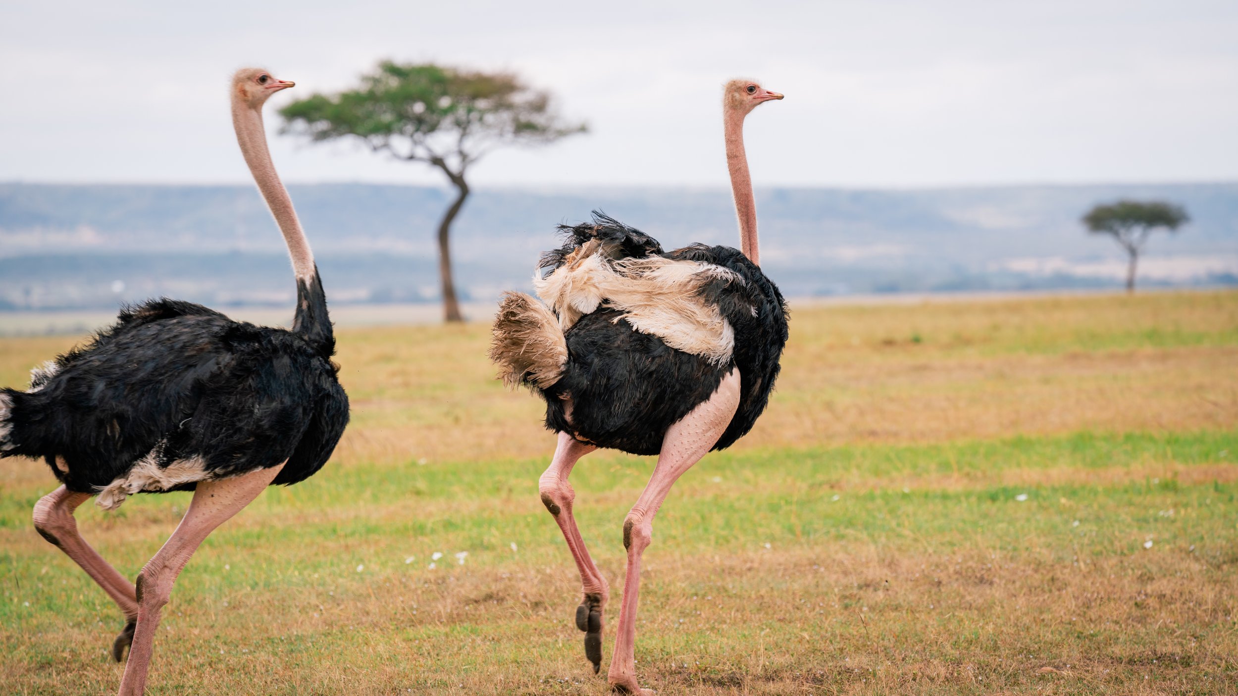 Great Migration-44.jpg