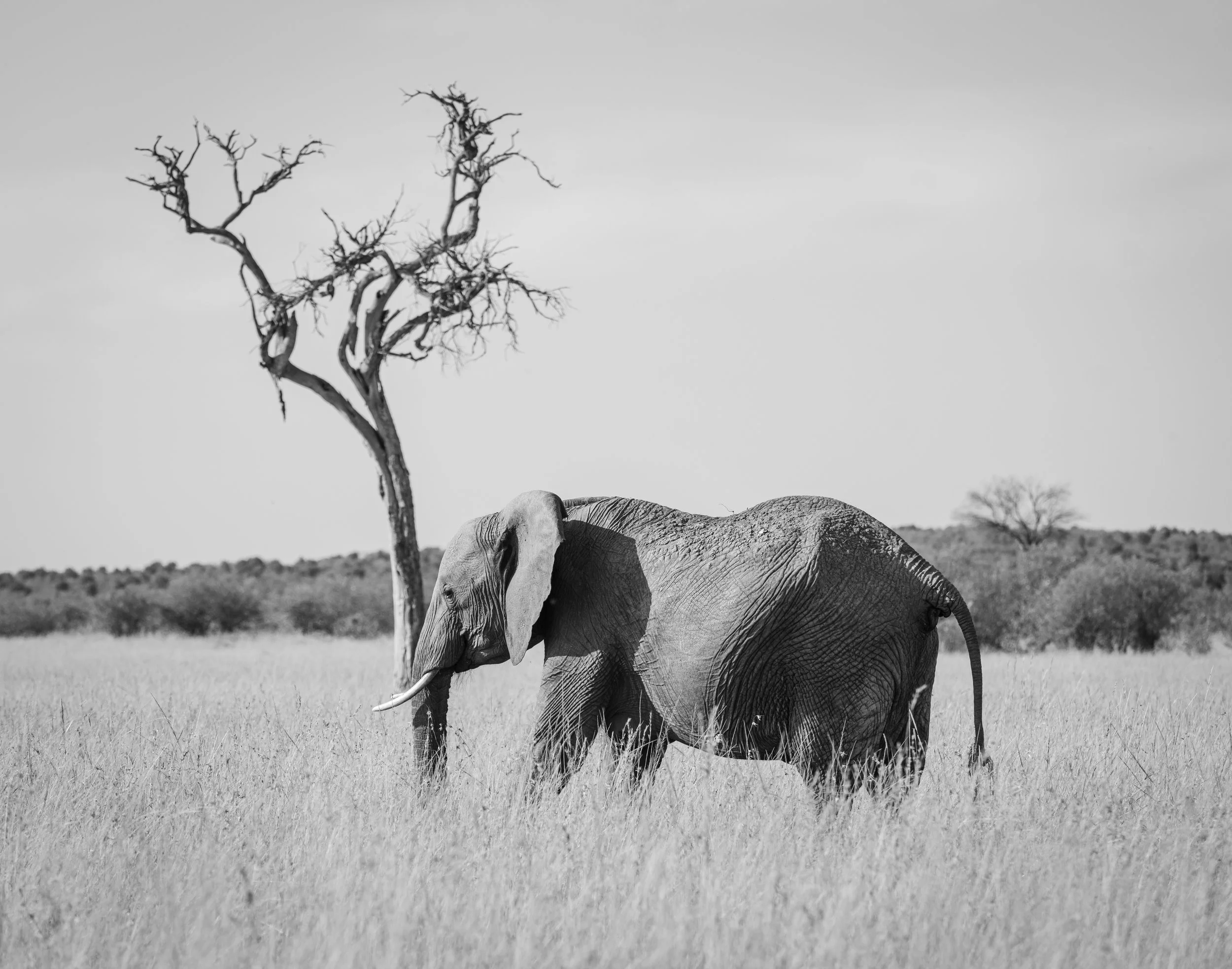 B&W Elephant.jpg