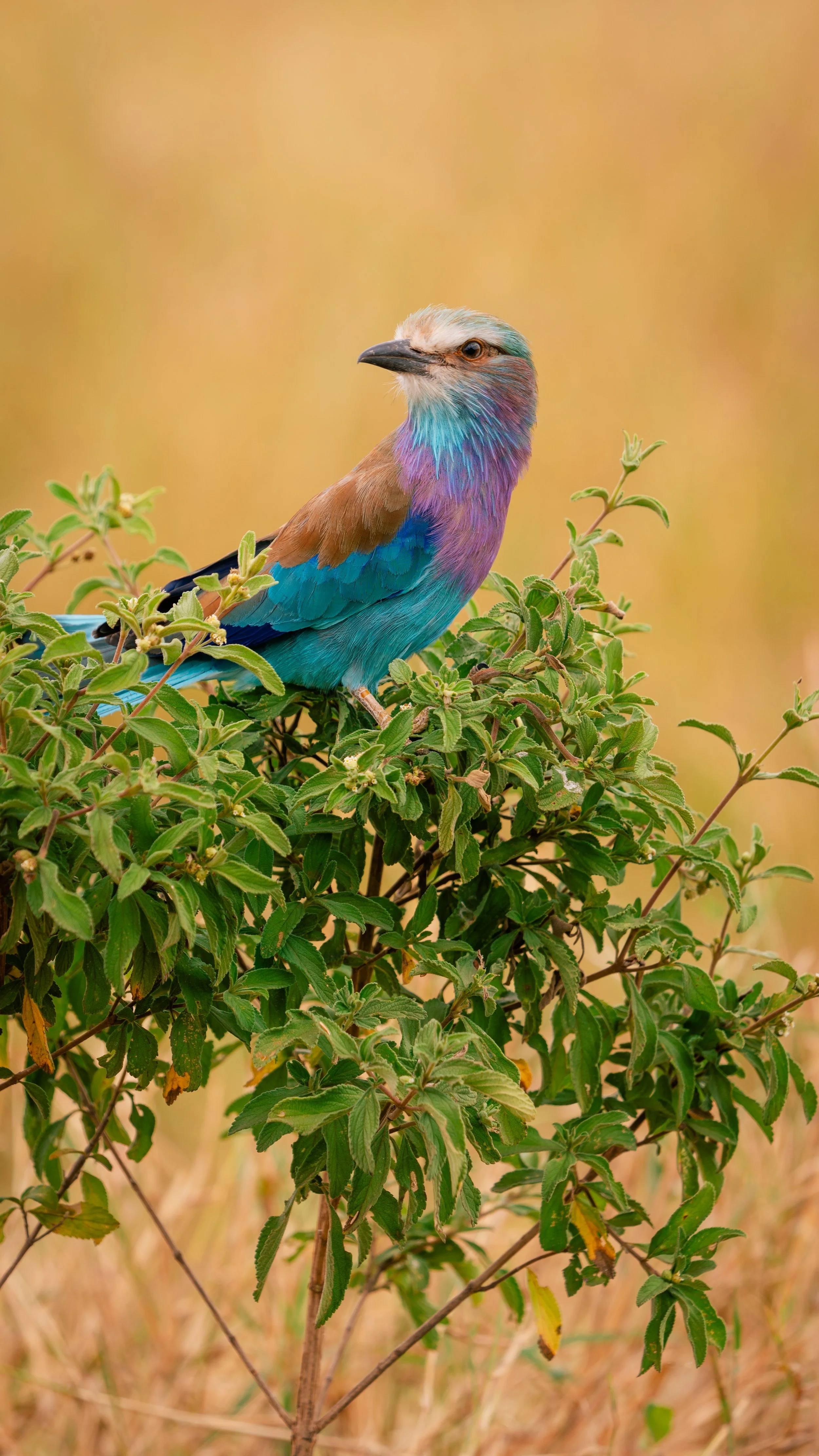 Lilac-Breasted Roller.jpg