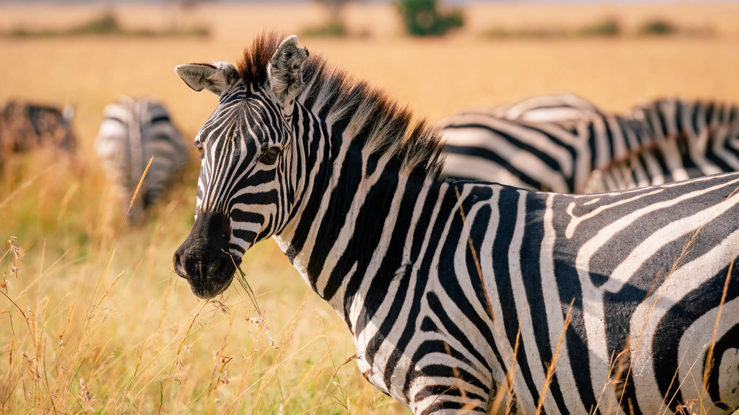 Great Migration-26.jpg