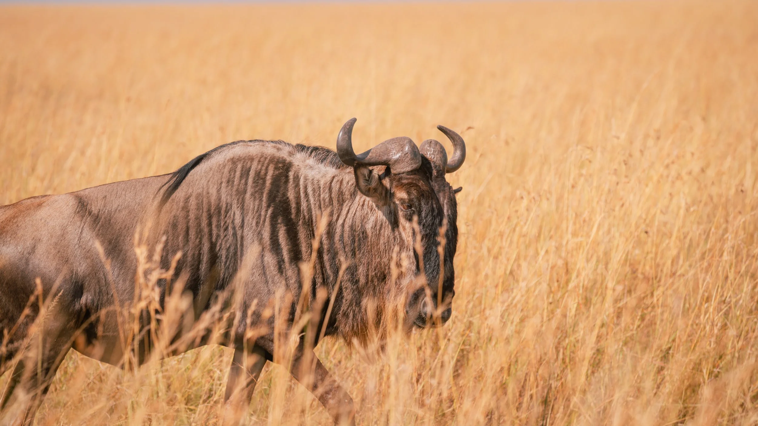 Great Migration-24.jpg