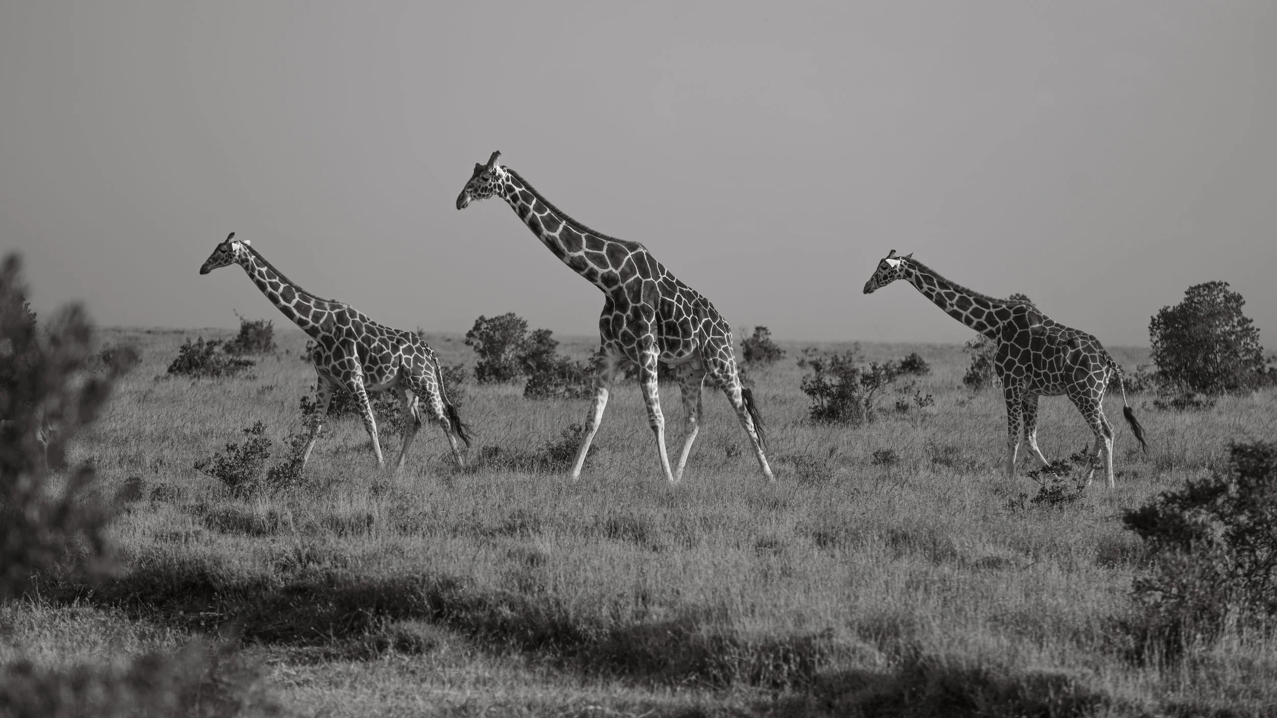 Great Migration-38.jpg