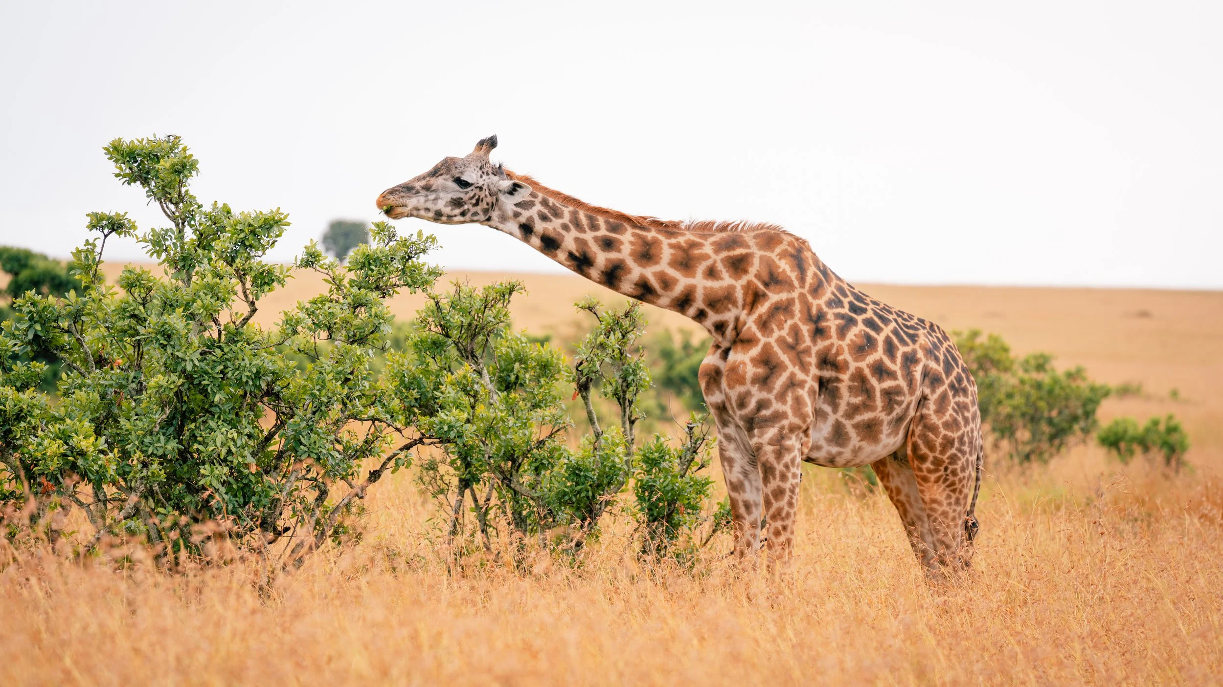 Great Migration-45.jpg