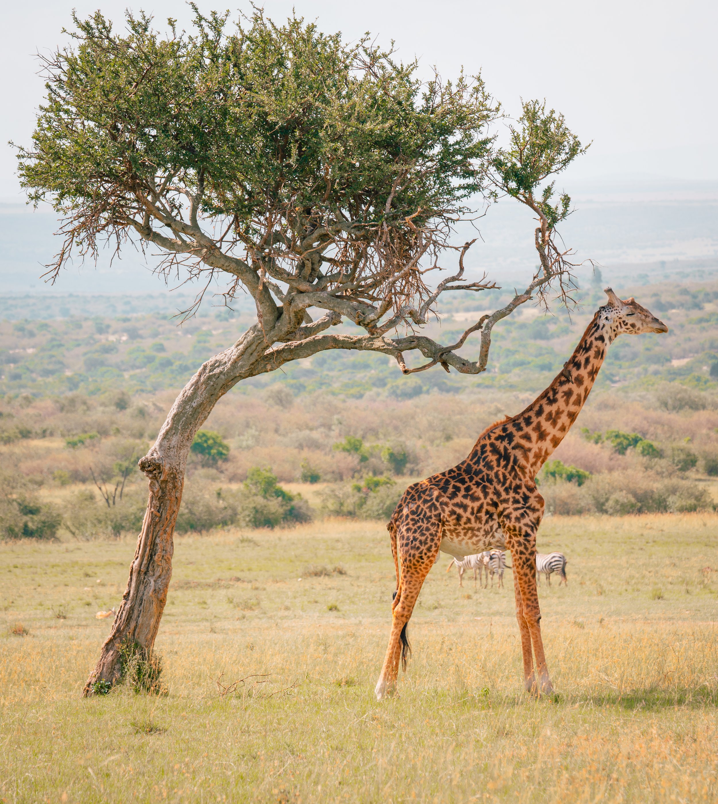 Acacia+Giraffe.jpg