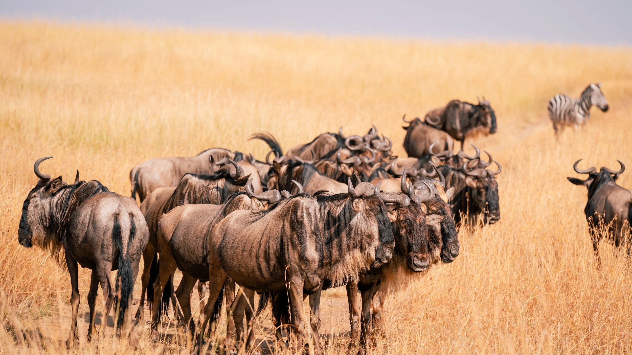Great Migration-23.jpg