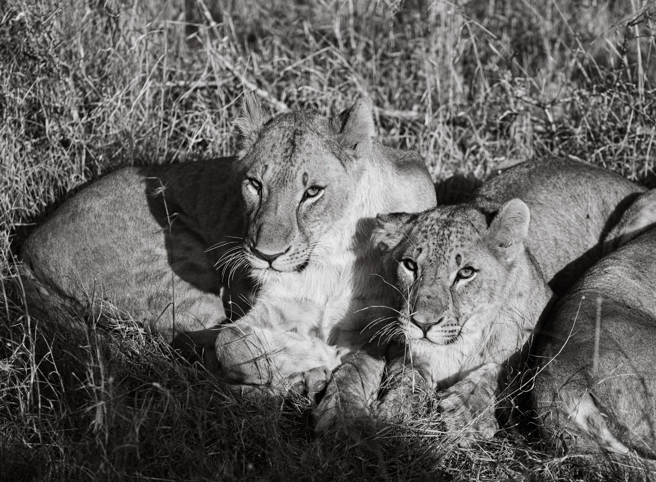 Great Migration-37.jpg