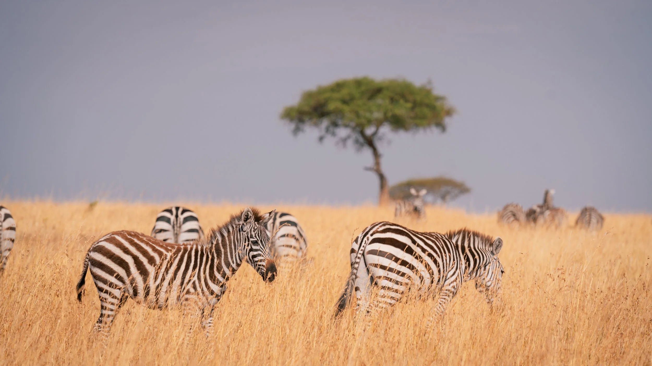 Great Migration-25.jpg