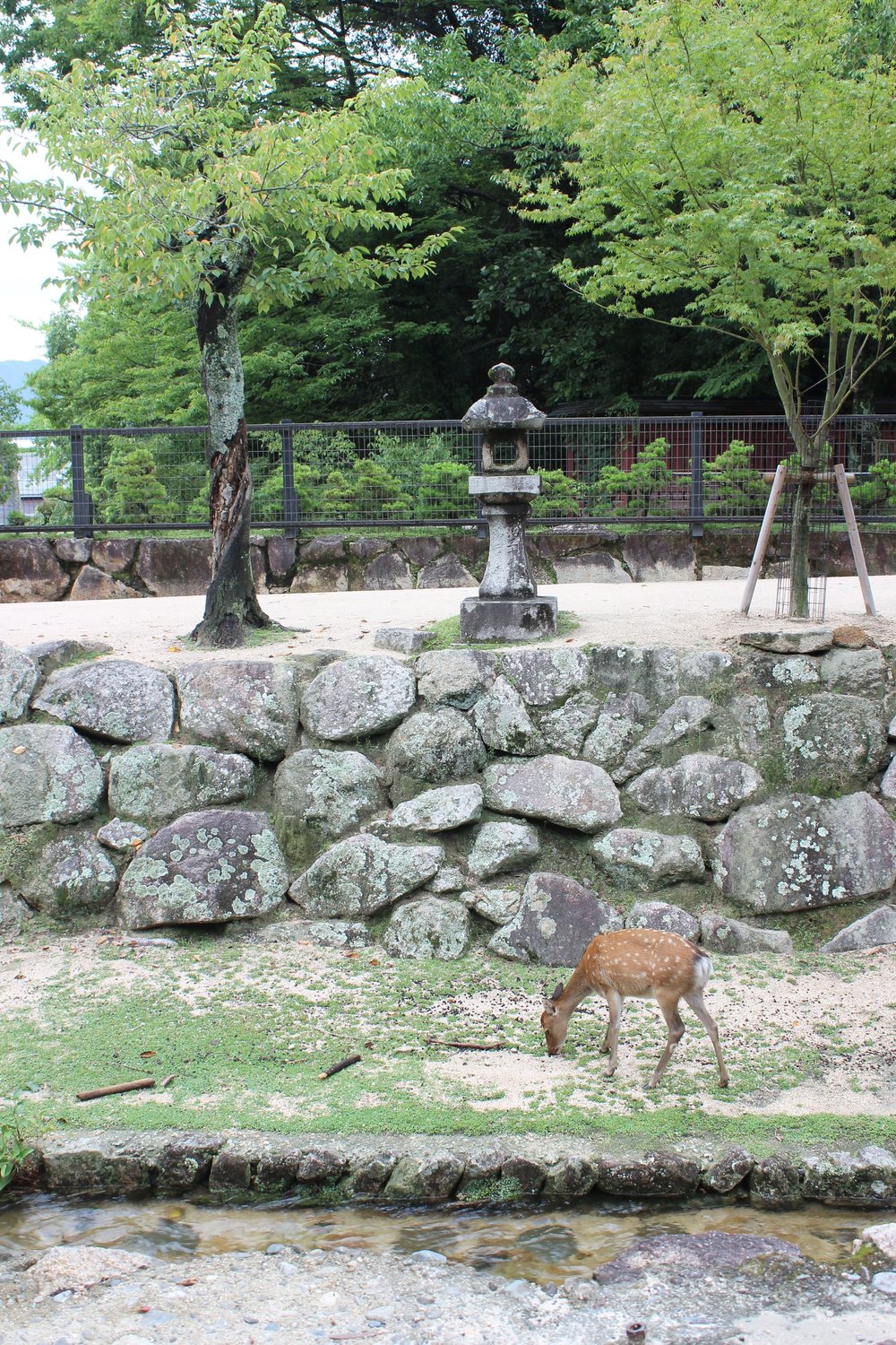 Deer Miyajima Island