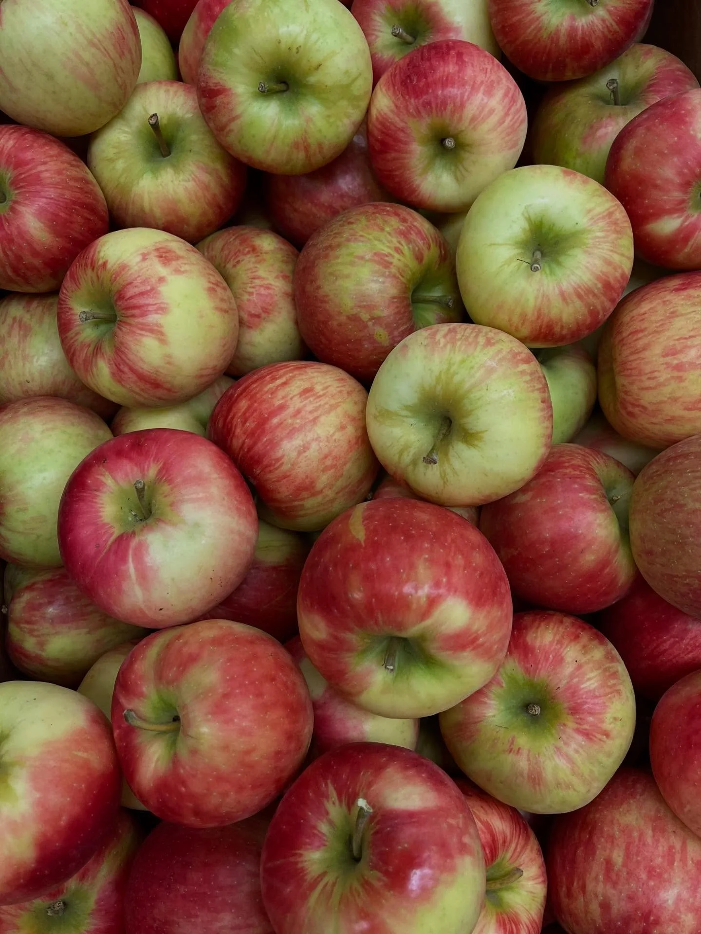 The Honeycrisp apples from @scottfarmvt have arrived &amp; it&rsquo;s almost time to start our big Thanksgiving prep! Orders are open, but only until tomorrow (Saturday) at noon, so head to the website and get yours in now!! We&rsquo;re on track for 