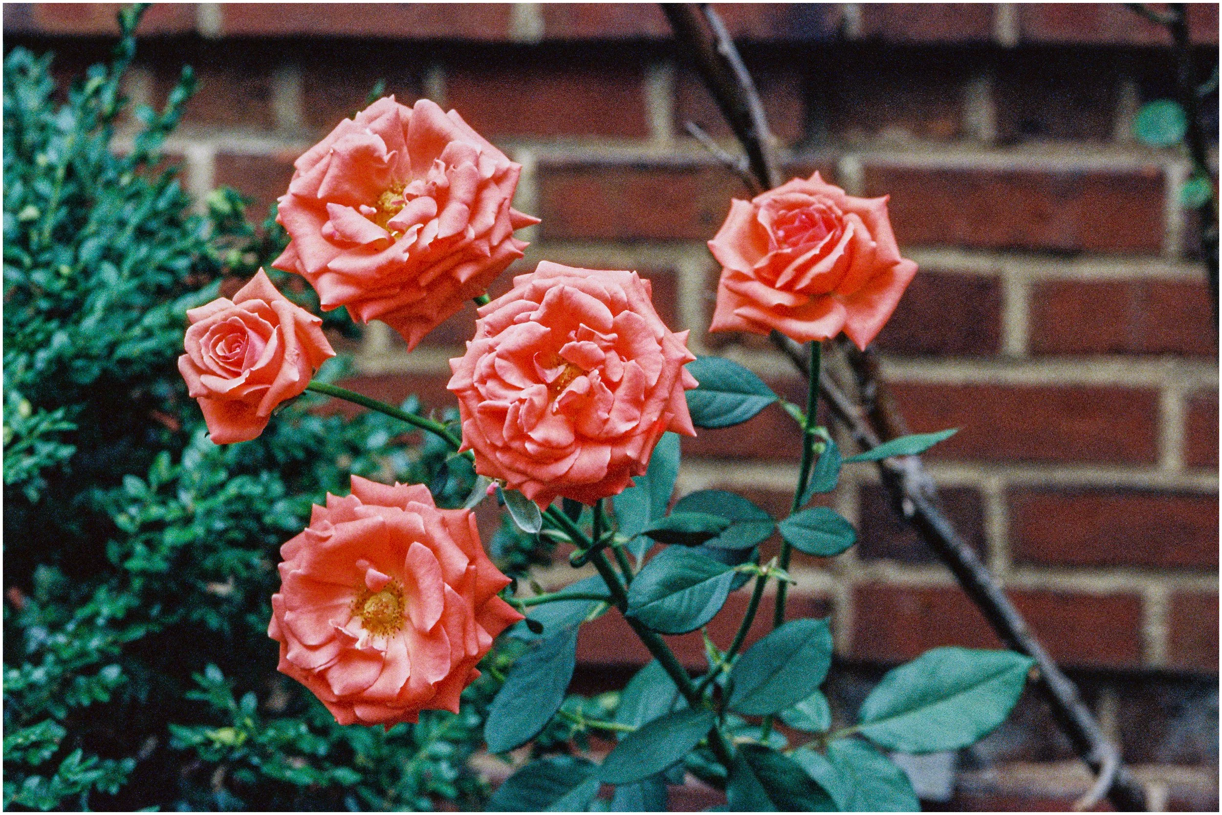  Shot with CANON KISS-35 mm (  Amber 800 35 mm Color Negative)   