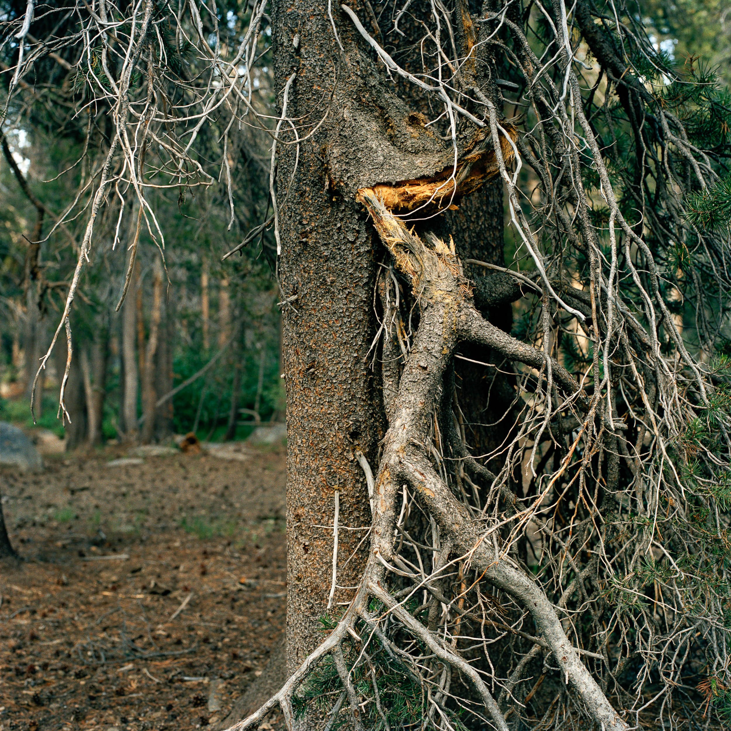   Broken Branch, Stanislaus National Forest  