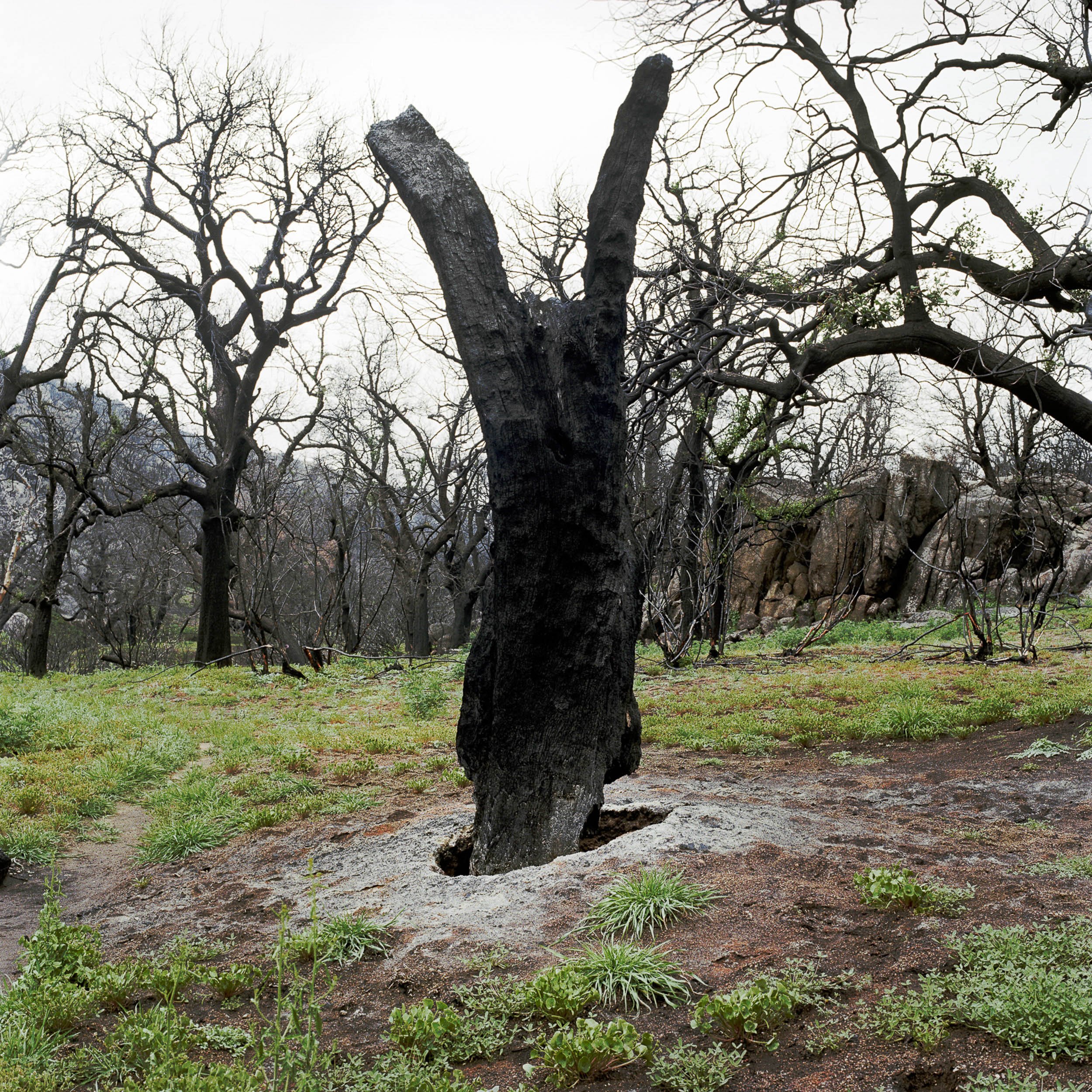   Burnt Live Oak #1, Cuyamaca Rancho Wilderness  