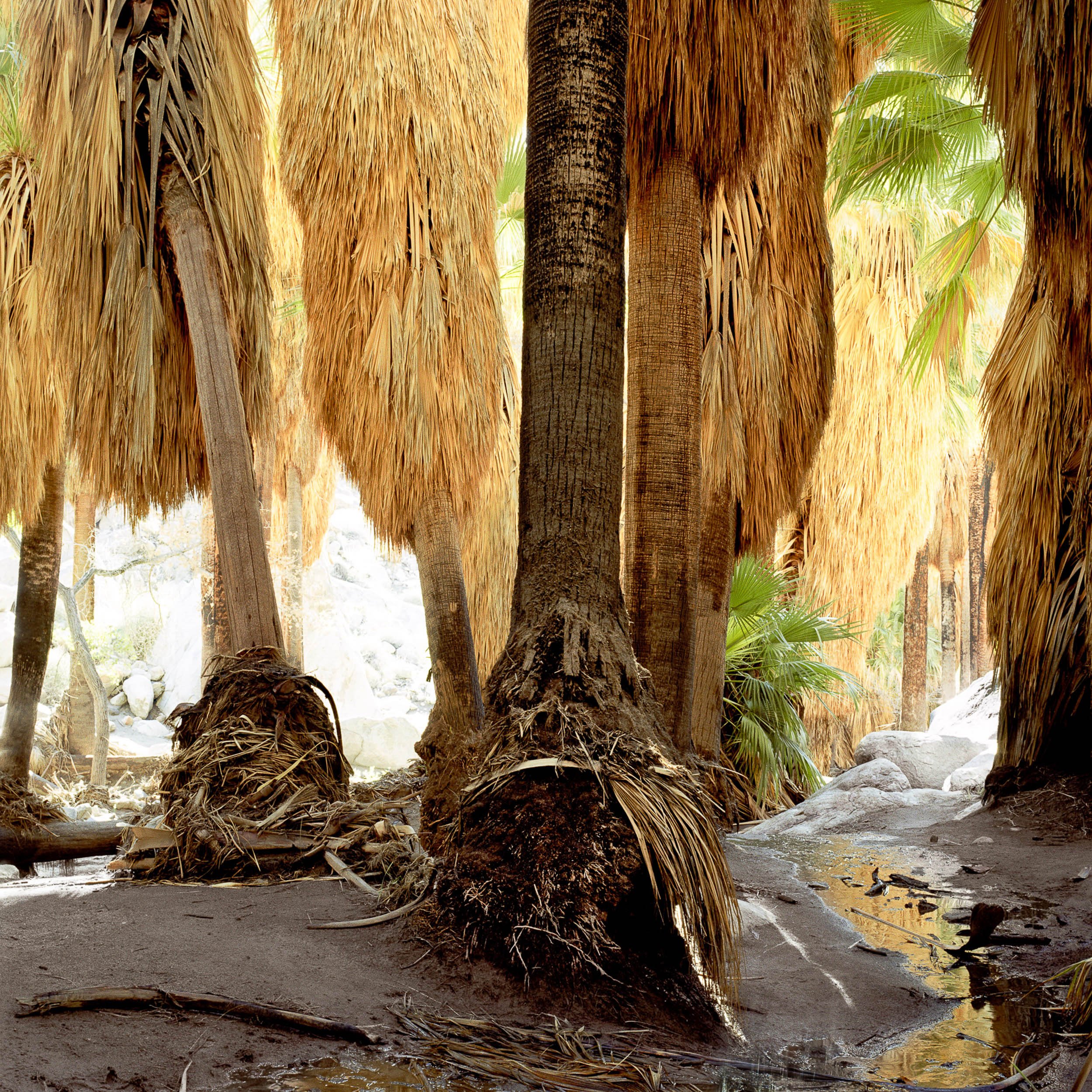   California Fan Palm Oasis, Hell's Hole, Anza Borrego Desert  