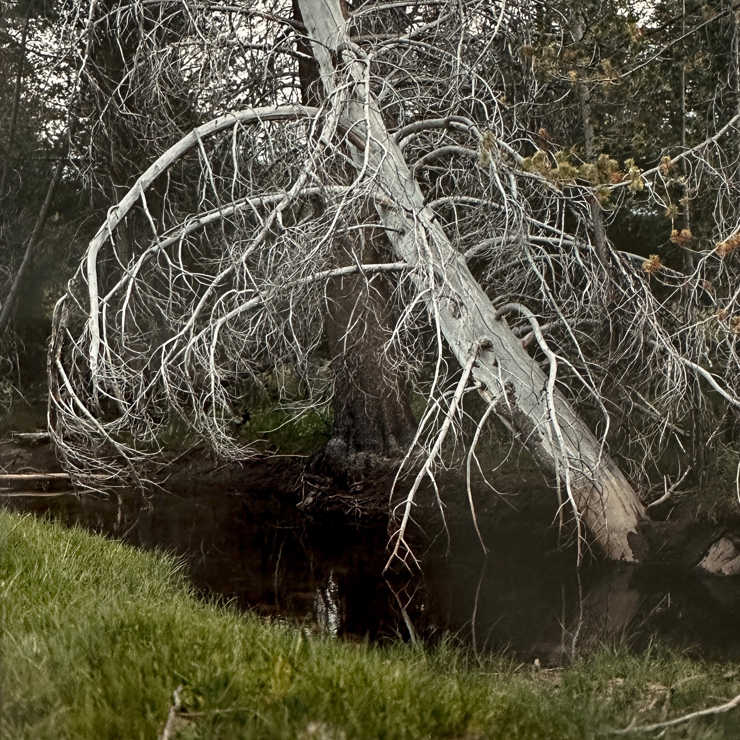   Falling Tree, Muir Trail Ranch  