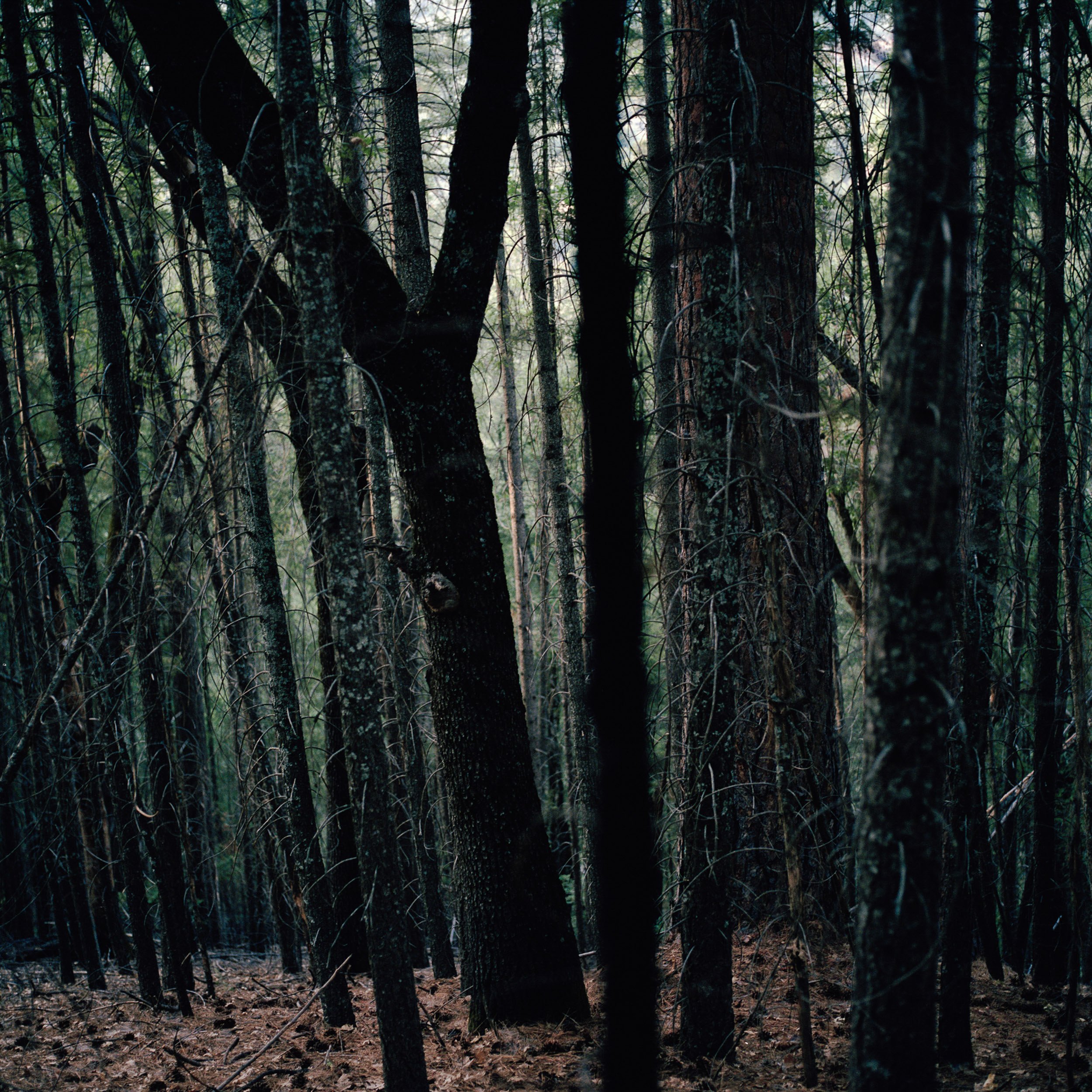   Oak Among Firs, Stanislaus National Forest  