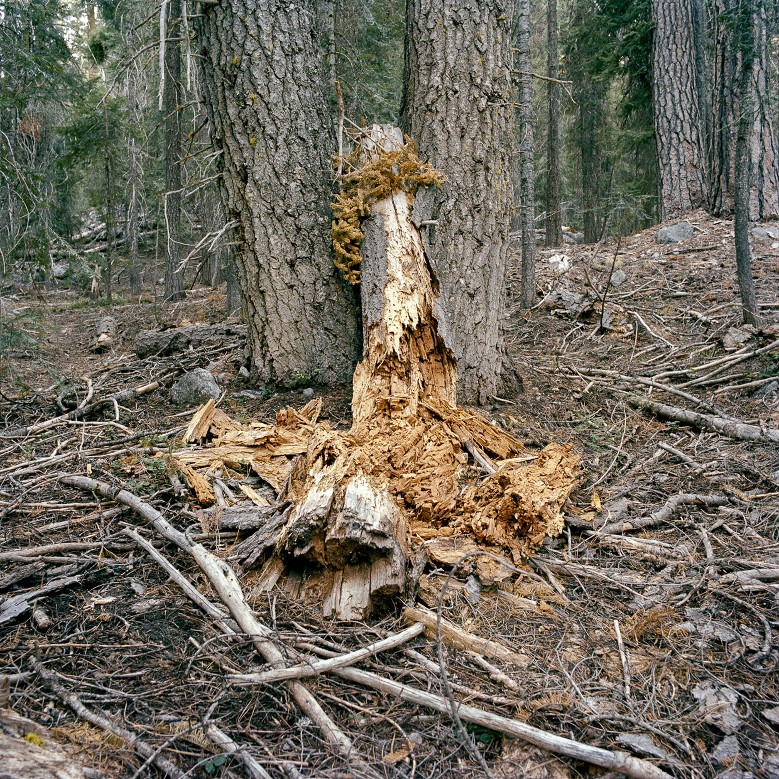   Remains from Bear Searching for Insects, Trinity Alps  