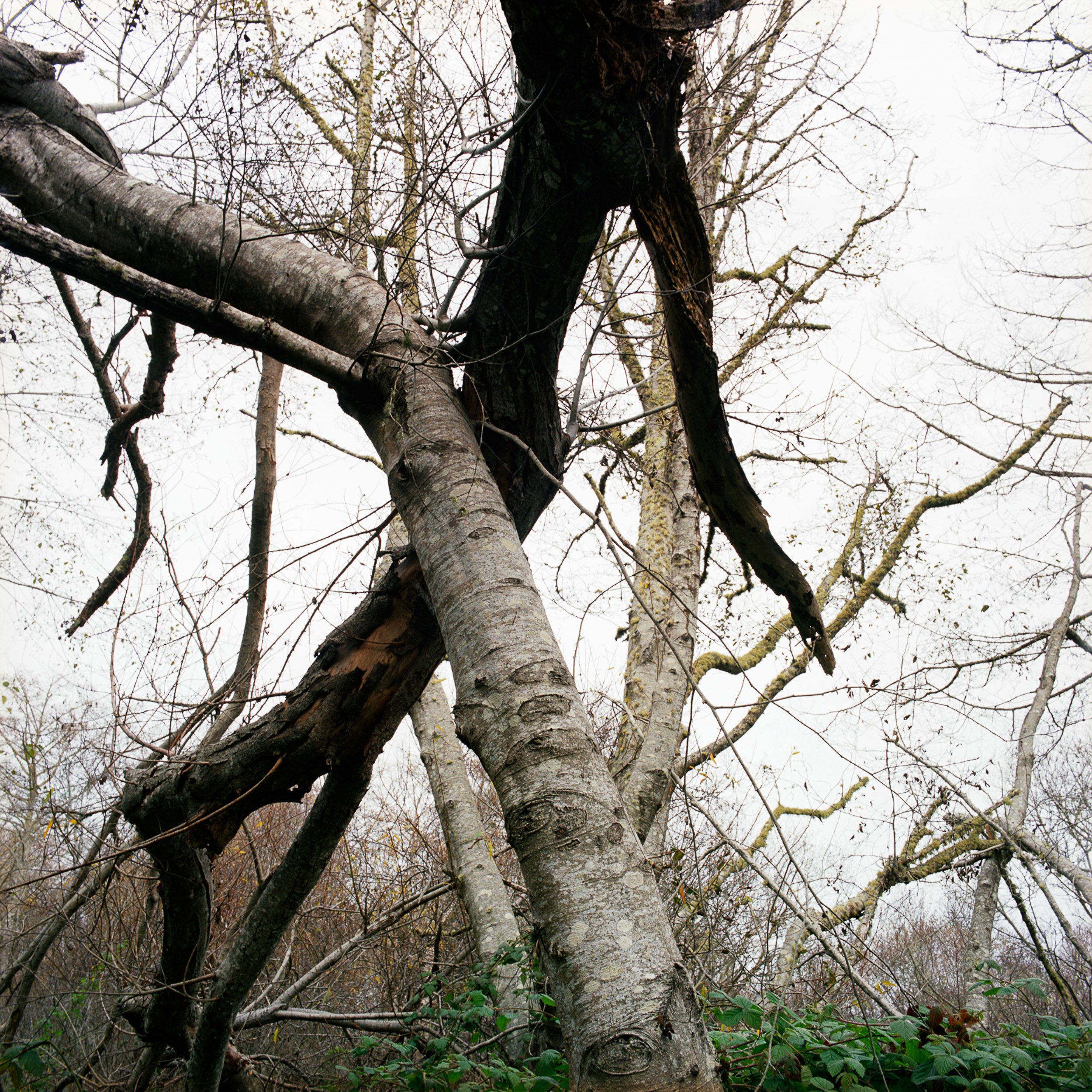   White Alder, Bolinas Lagoon  