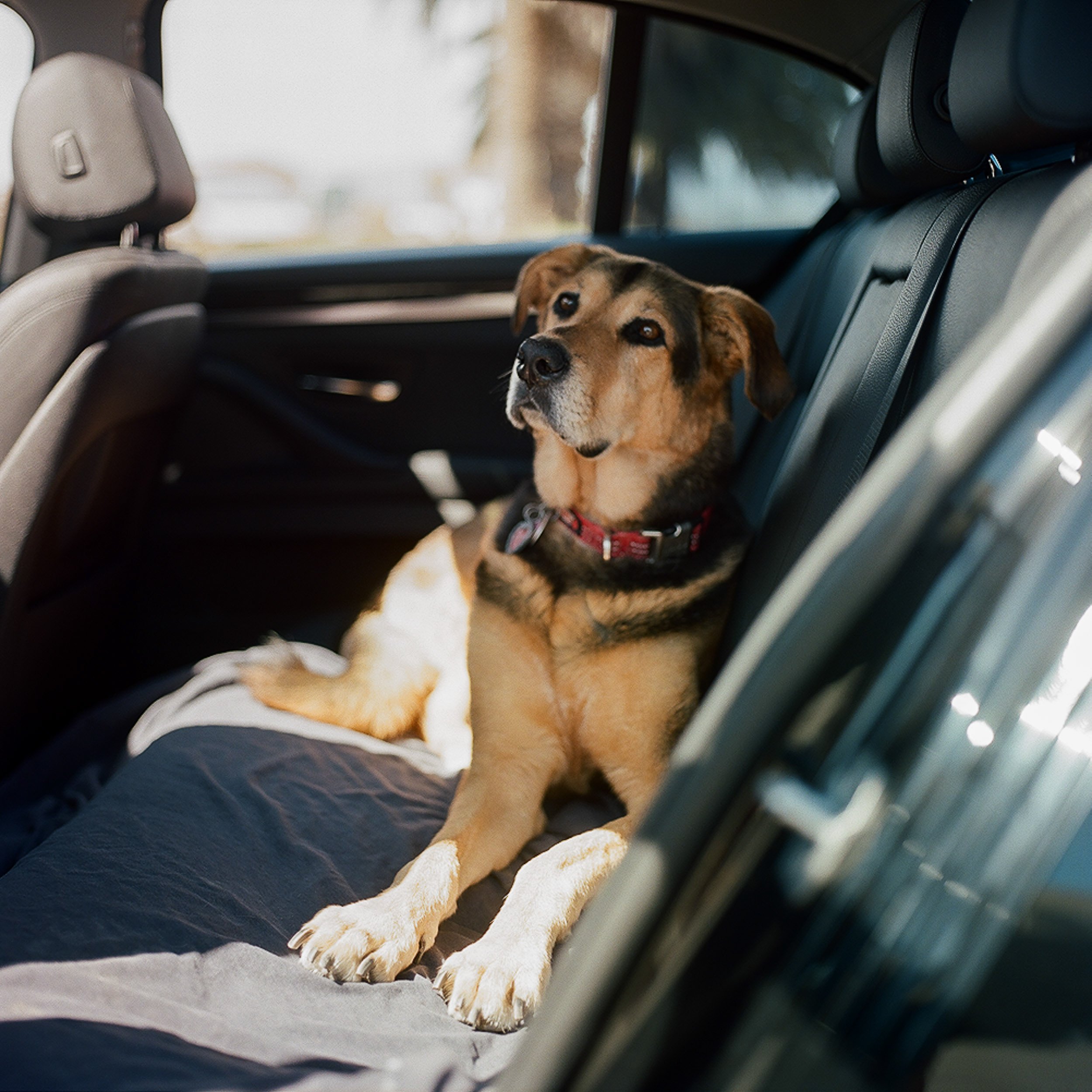   Dog Waiting in Car, 2022  