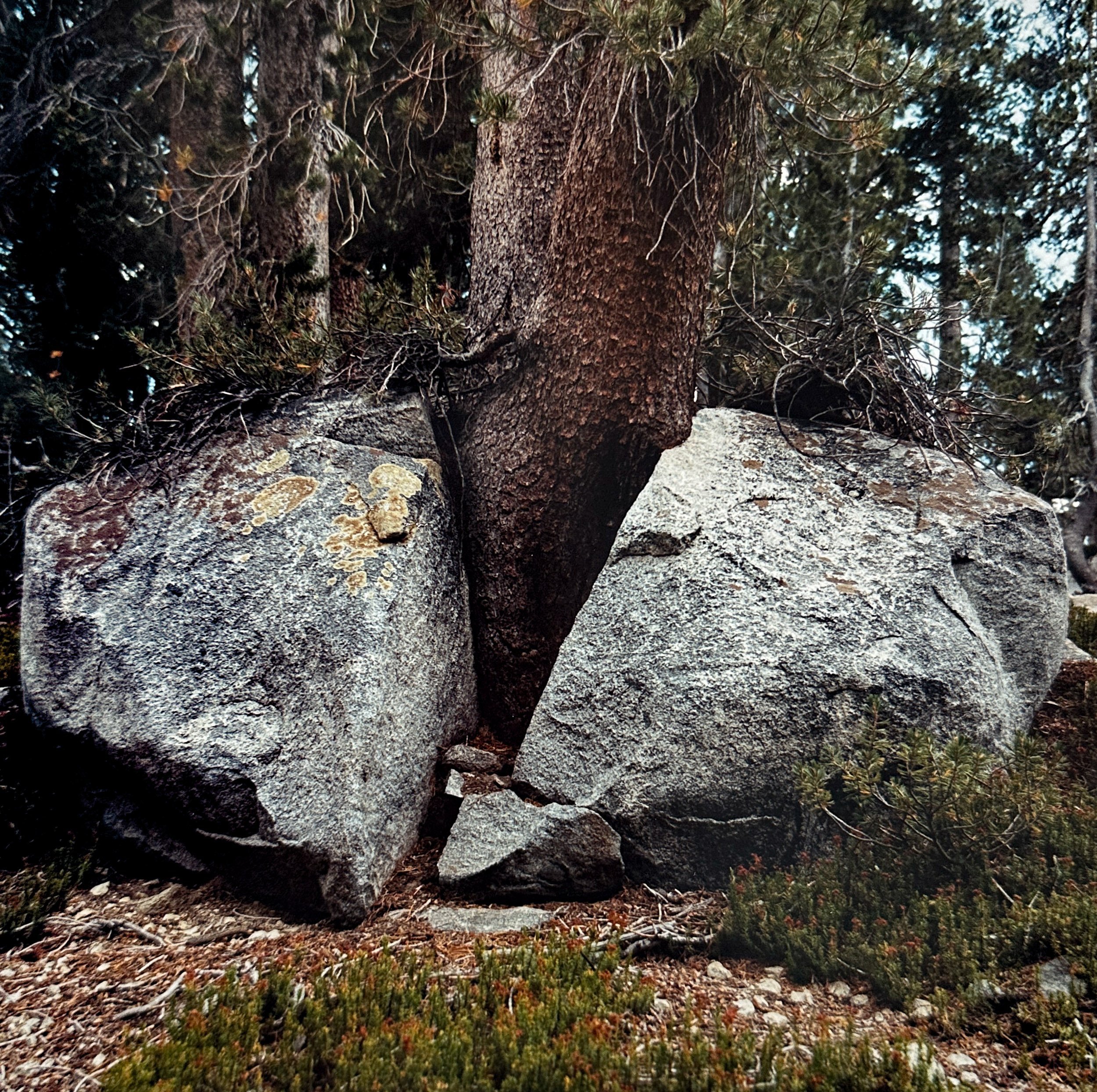  Tree Growing Through Crack in a Rock, Muir Trail Ranch  