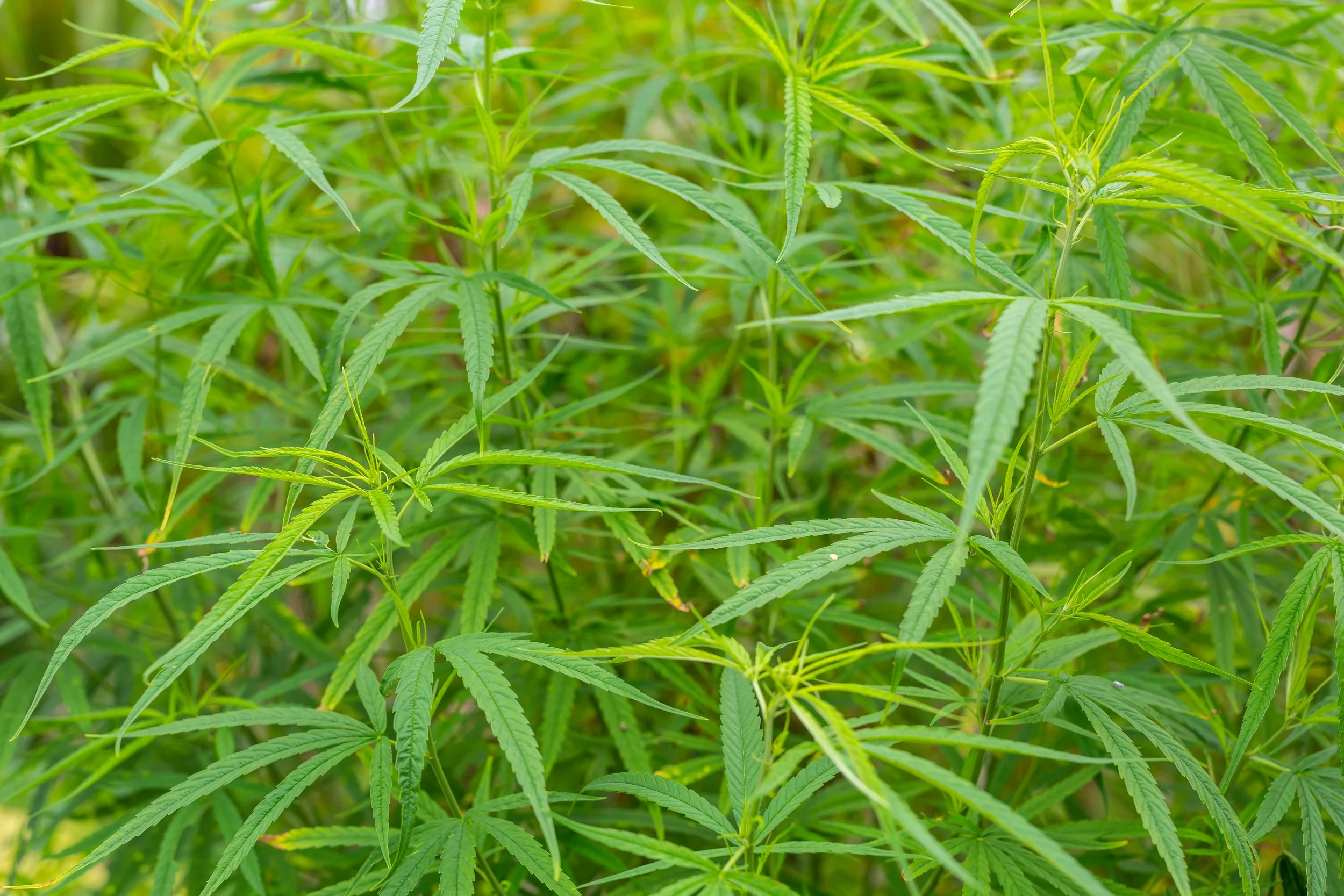 Beware of The Weeds