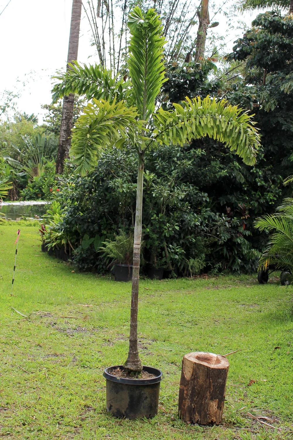 Foxtail Palm  Polo's Palms Nursery, LLC
