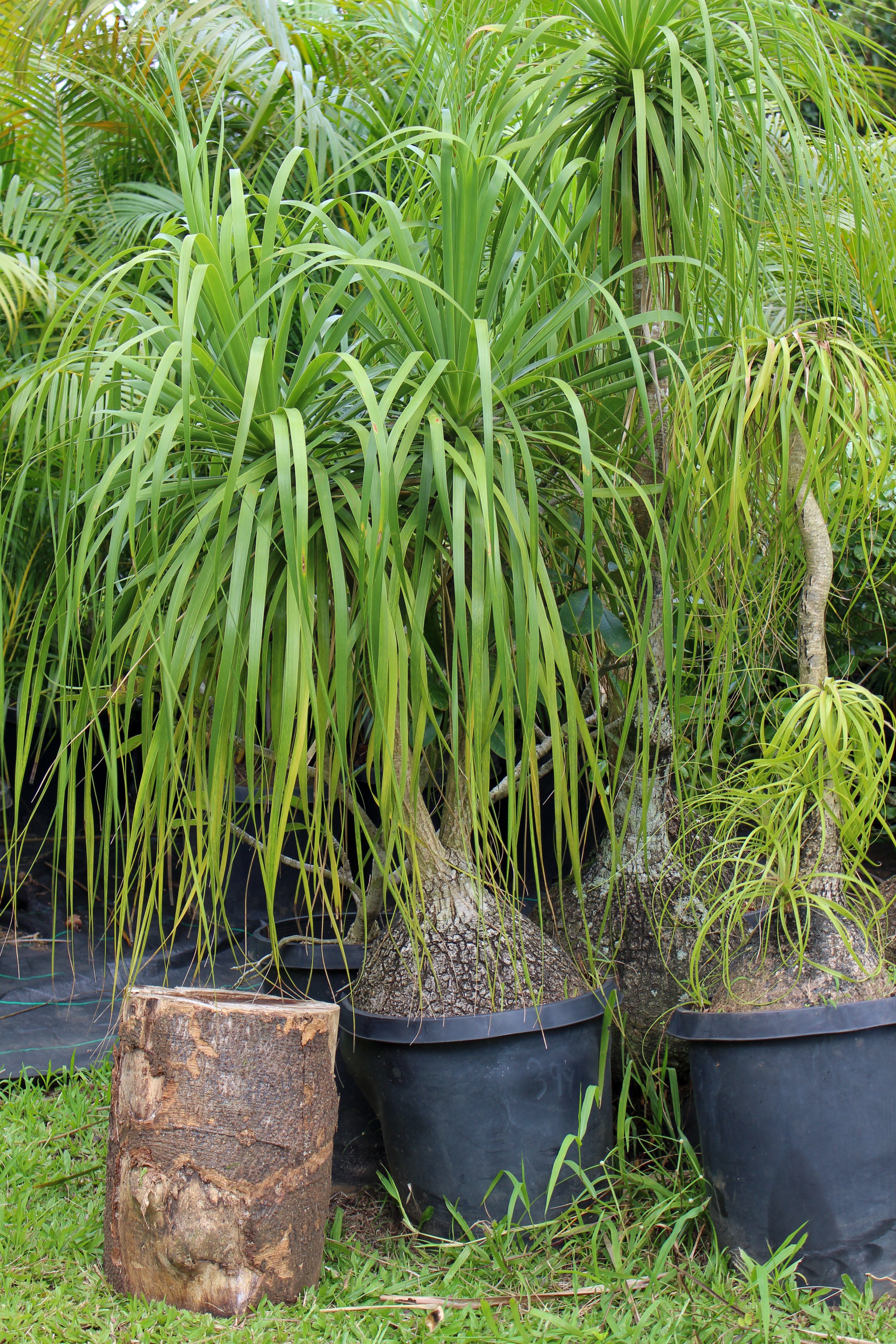 Ponytail Palm