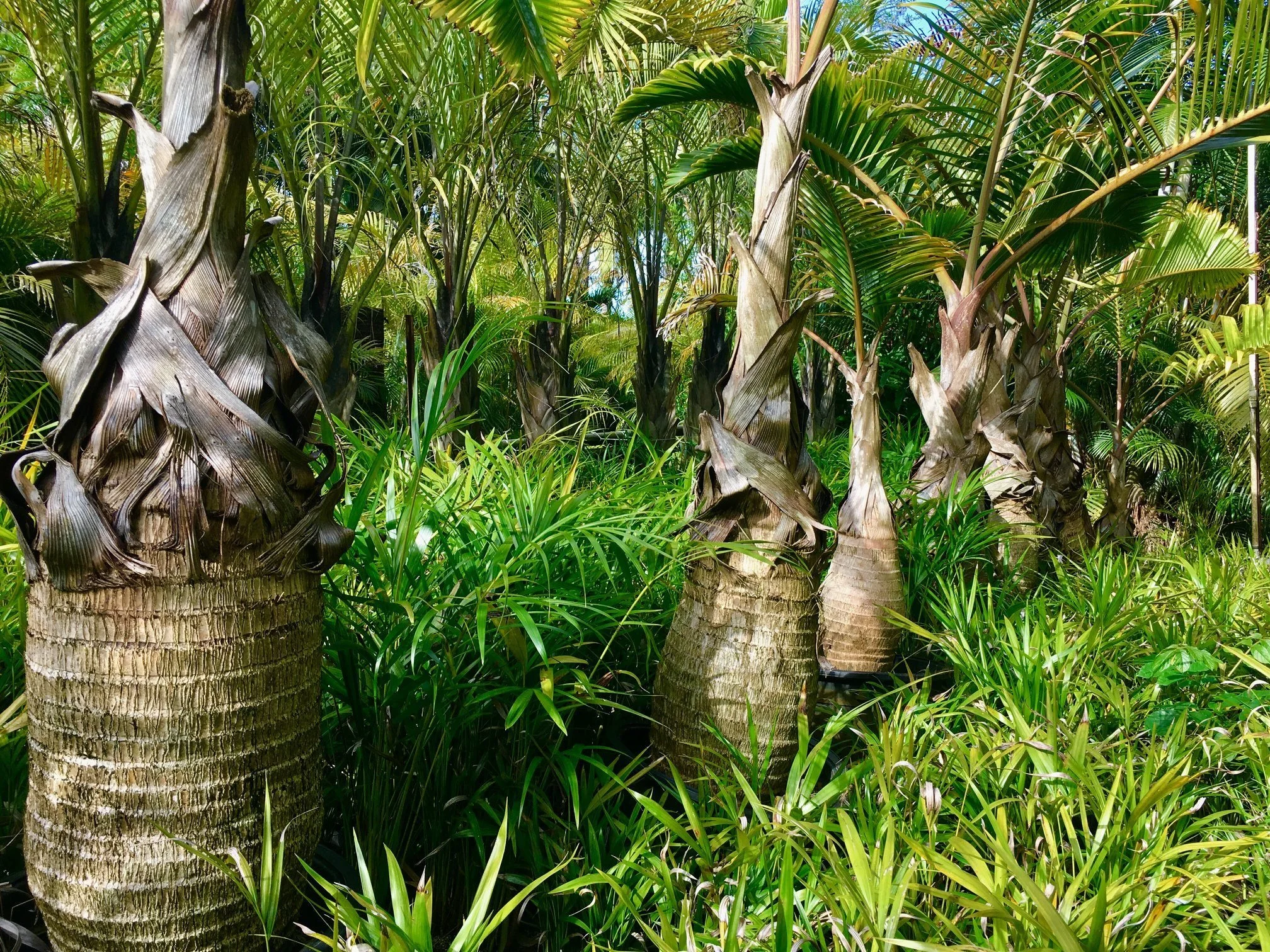 Bottle Palm  Polo's Palms Nursery, LLC