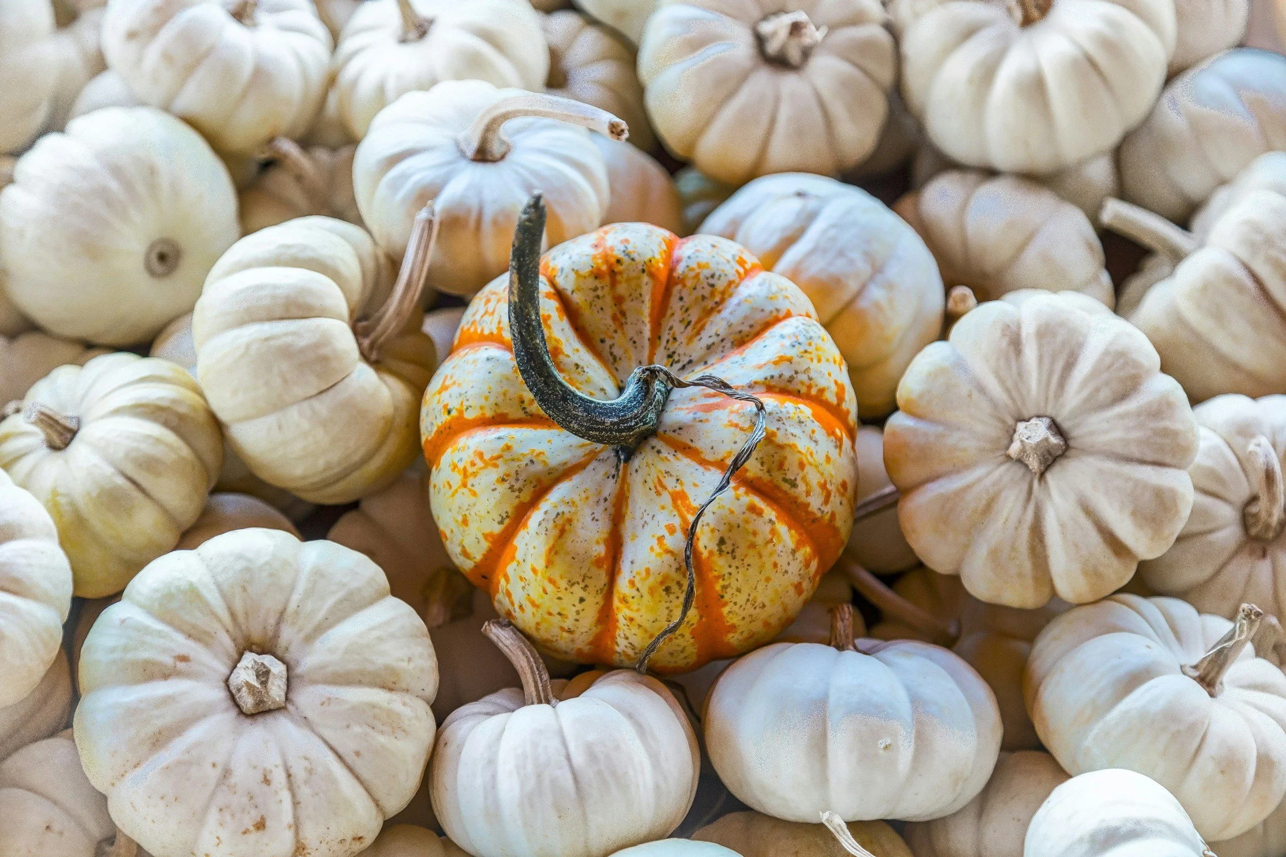 How to Celebrate the First Day of Fall in Dana Point