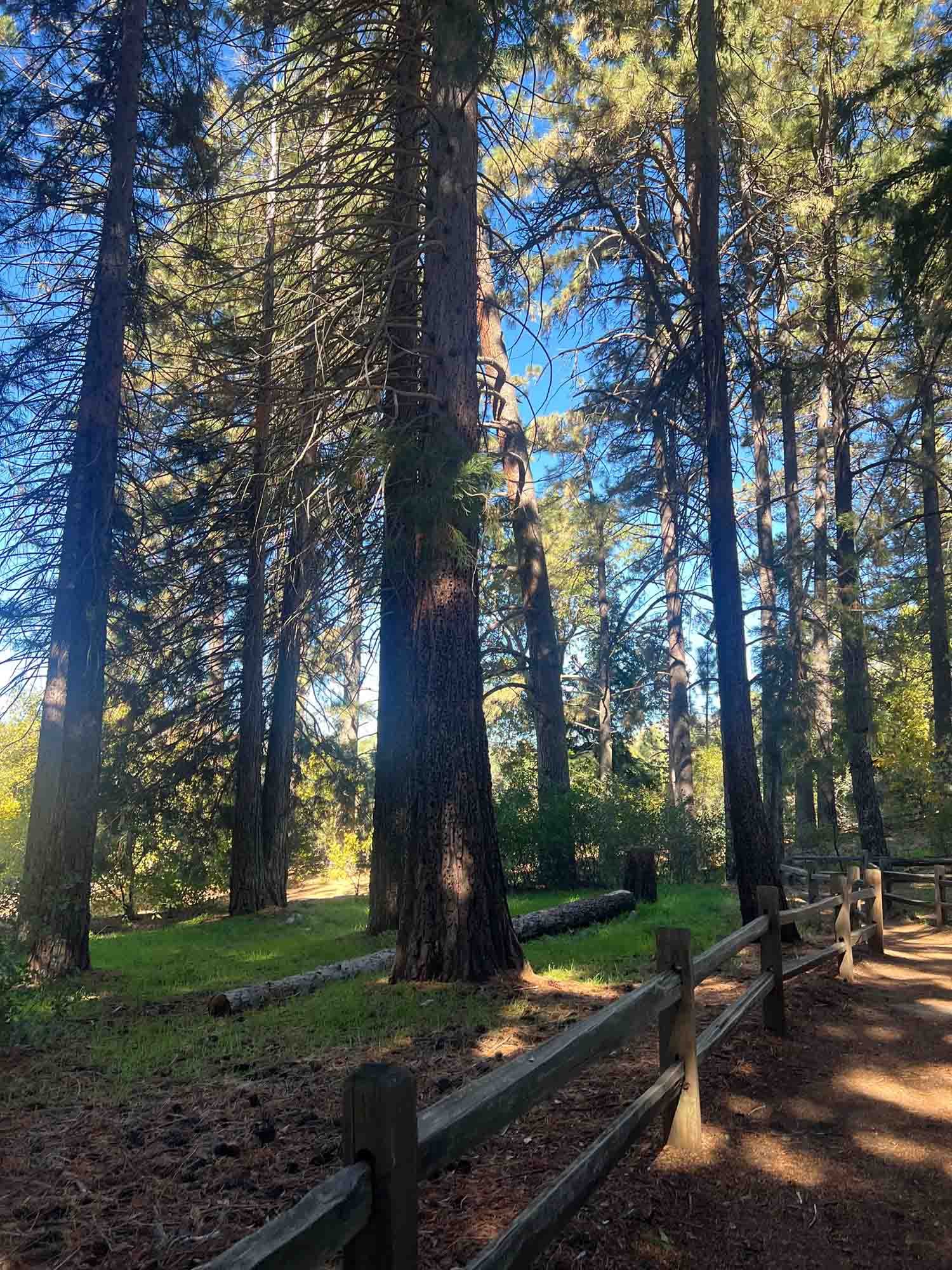 Forest1.jpg