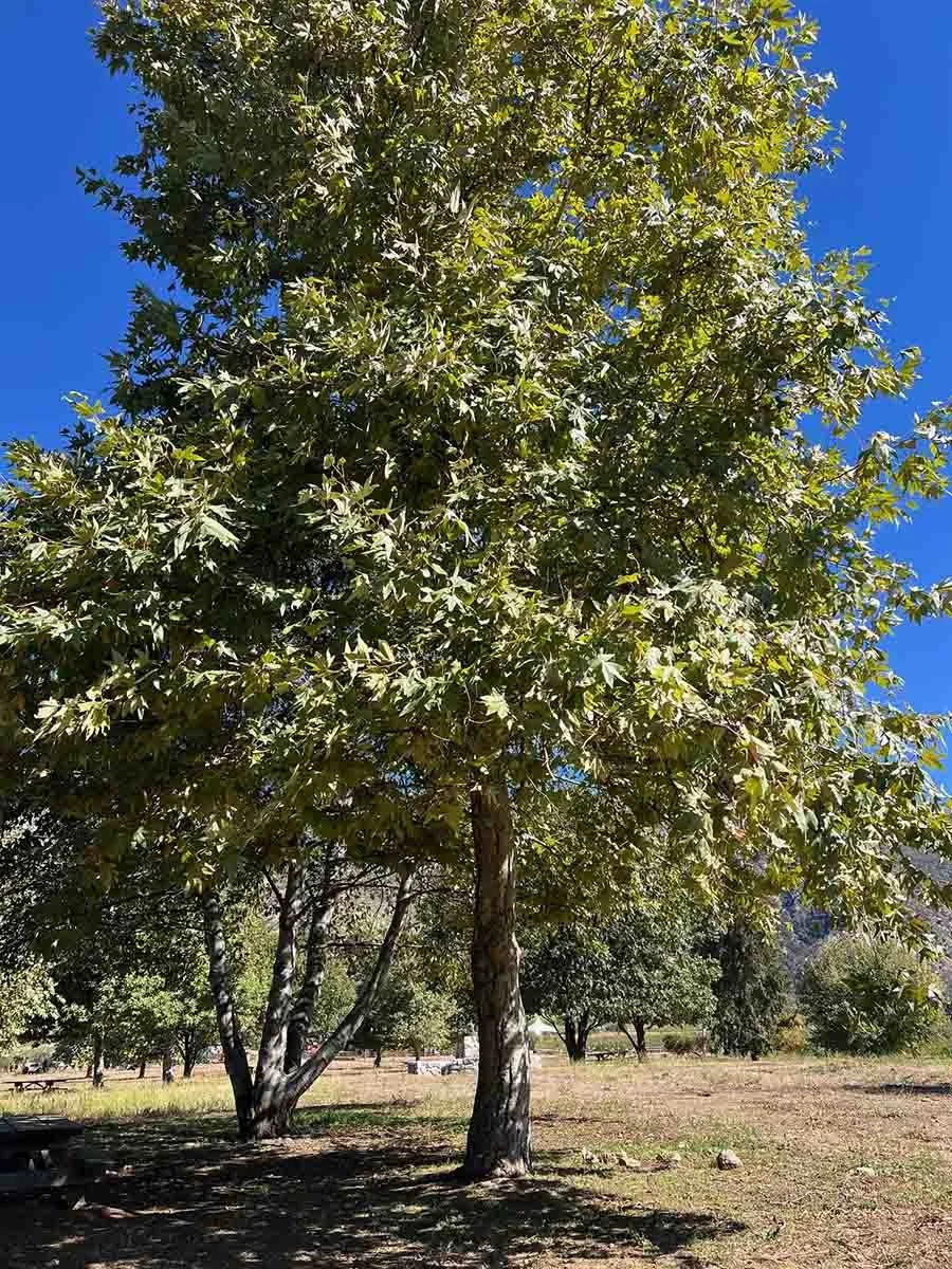 Tree.jpg