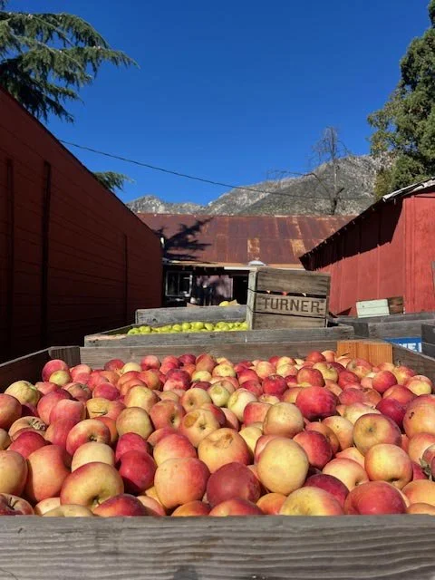 apple4.jpg