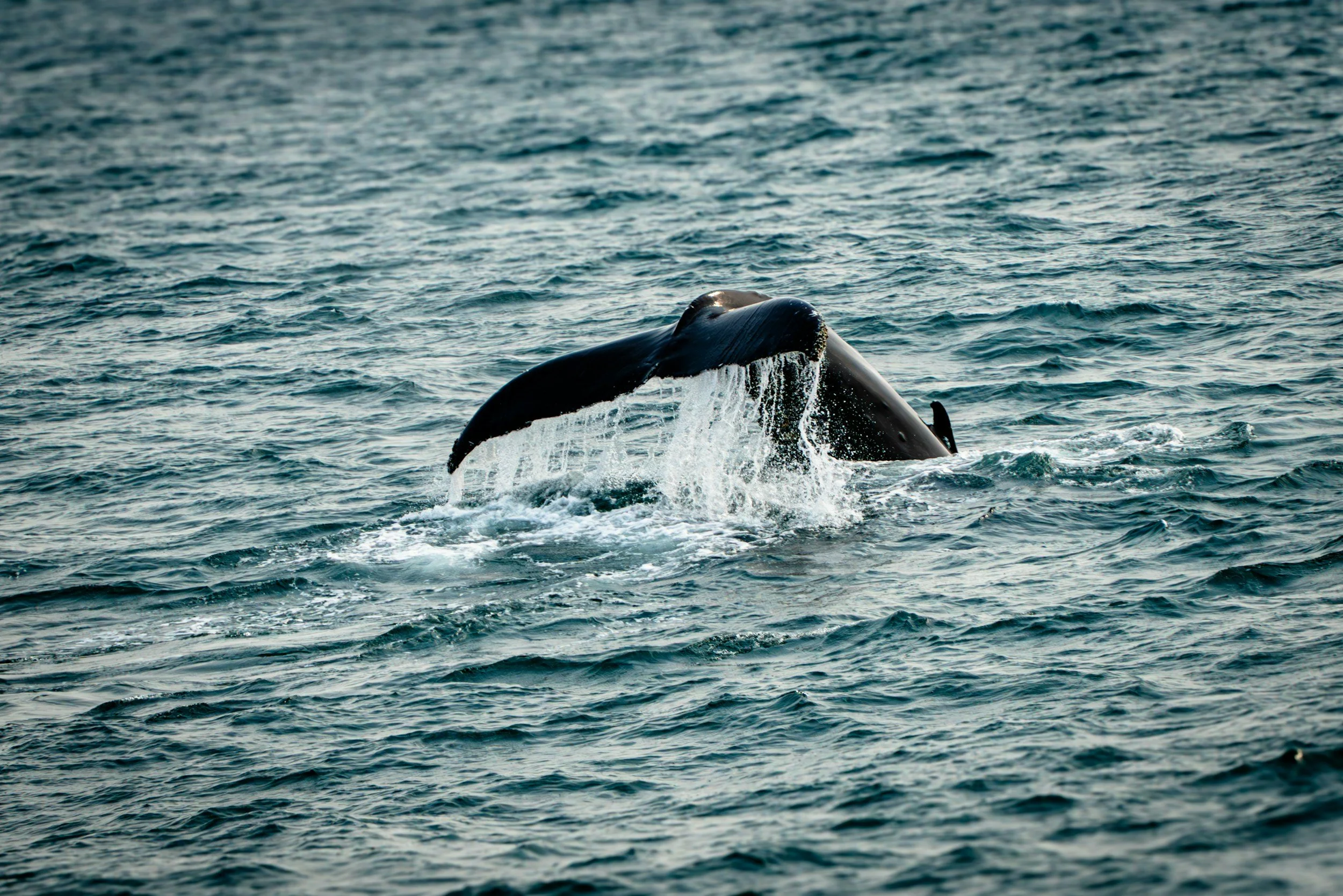 Dana Point Days | Festival of the Whales | Whale in Ocean