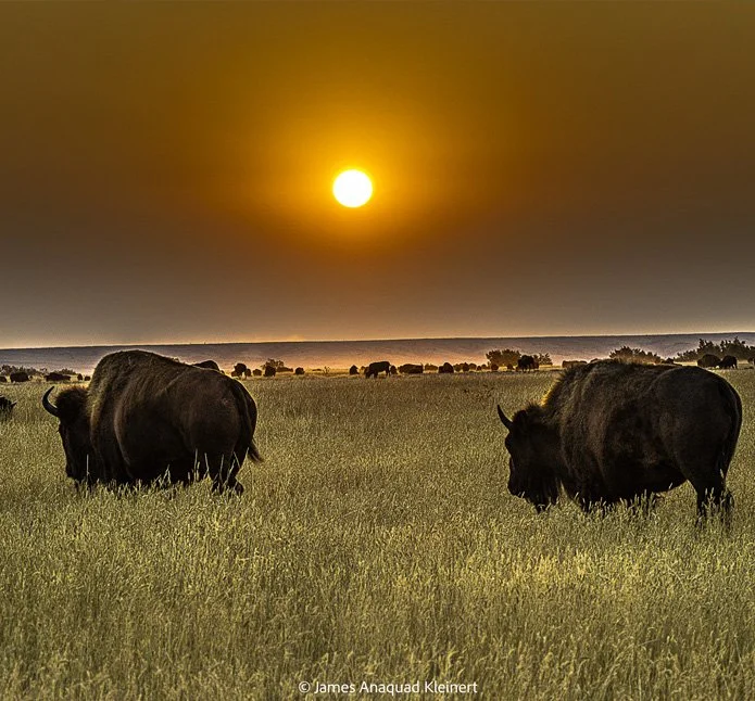 Tȟatȟáŋka Red Dawn