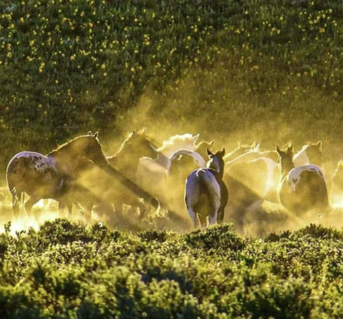 Wild Horses