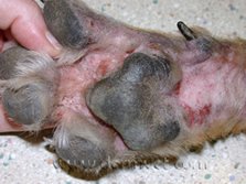 environmental allergies-atopypaw3.jpeg
