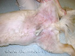infections-scottypyoderma.jpeg