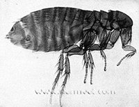 skin parasites - Flea2.jpeg